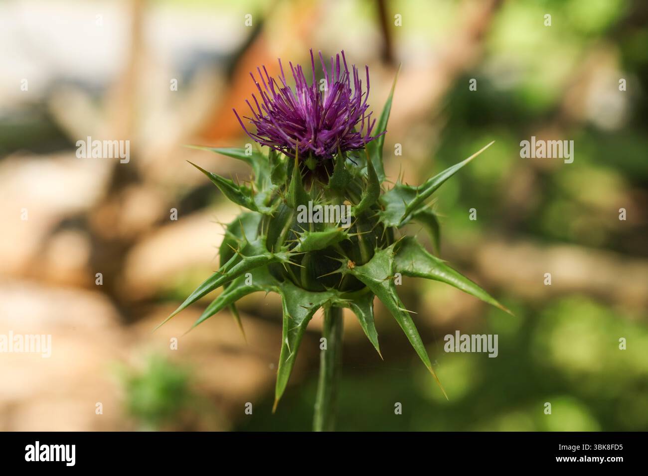Cardo da latte, cardo beato, cardo mariano, cardo Maria, cardo di Santa Maria, cardo di Santa Maria, cardo di latte mediterraneo, cardo variegato Foto Stock