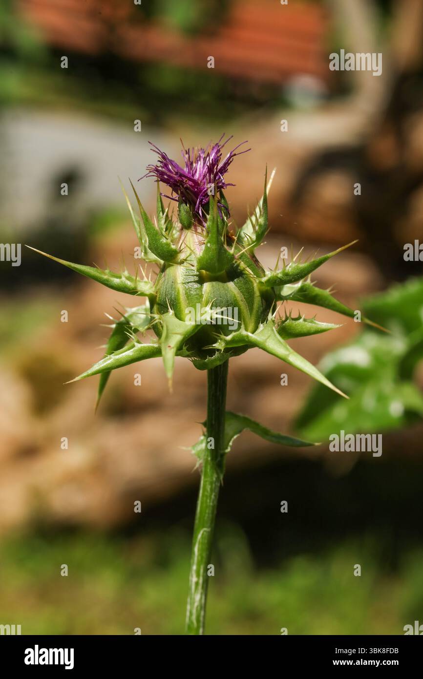 Cardo da latte, cardo beato, cardo mariano, cardo Maria, cardo di Santa Maria, cardo di Santa Maria, cardo di latte mediterraneo, cardo variegato Foto Stock