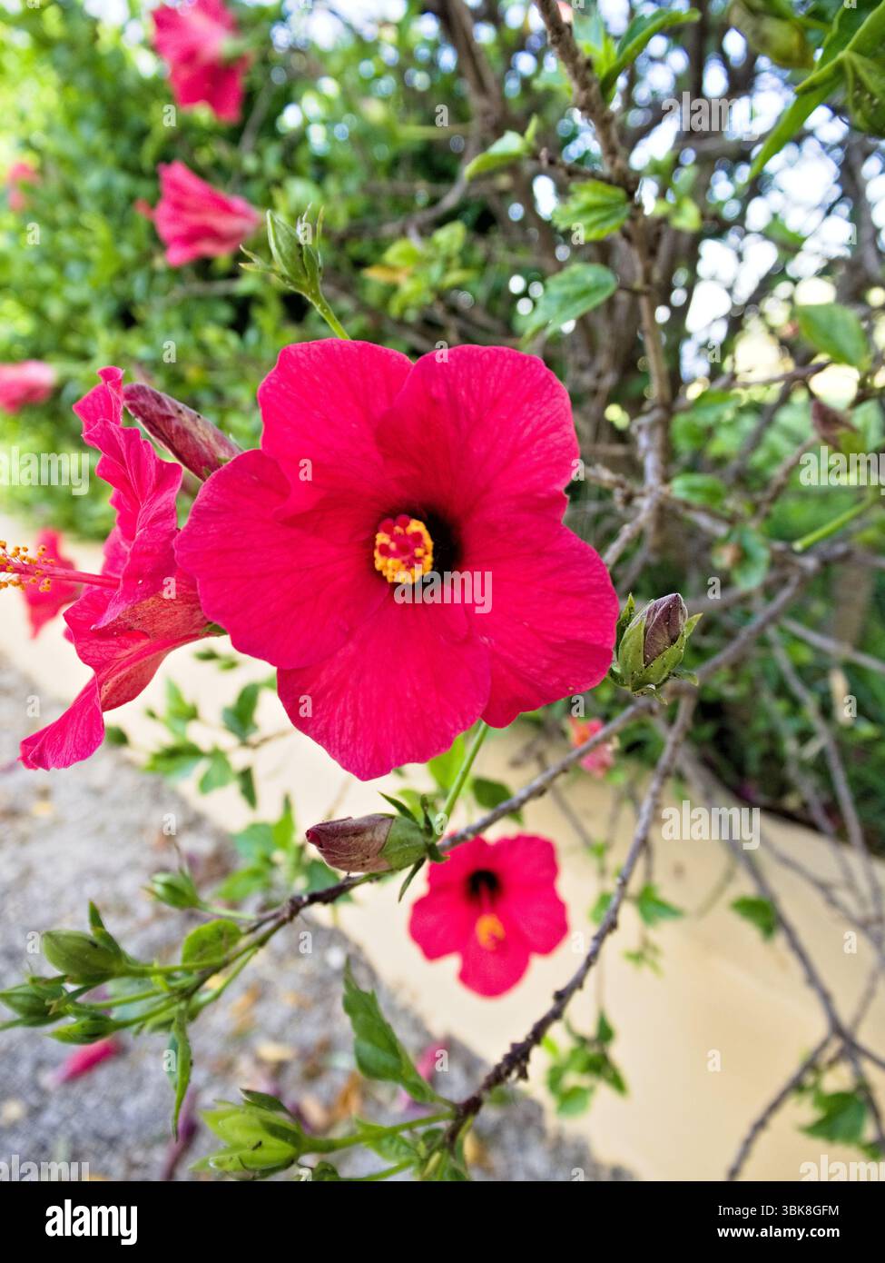 Primo piano di un ampio fiore di ibisco rosa con ricchi petali rosso-rosa in luce naturale. Foto Stock