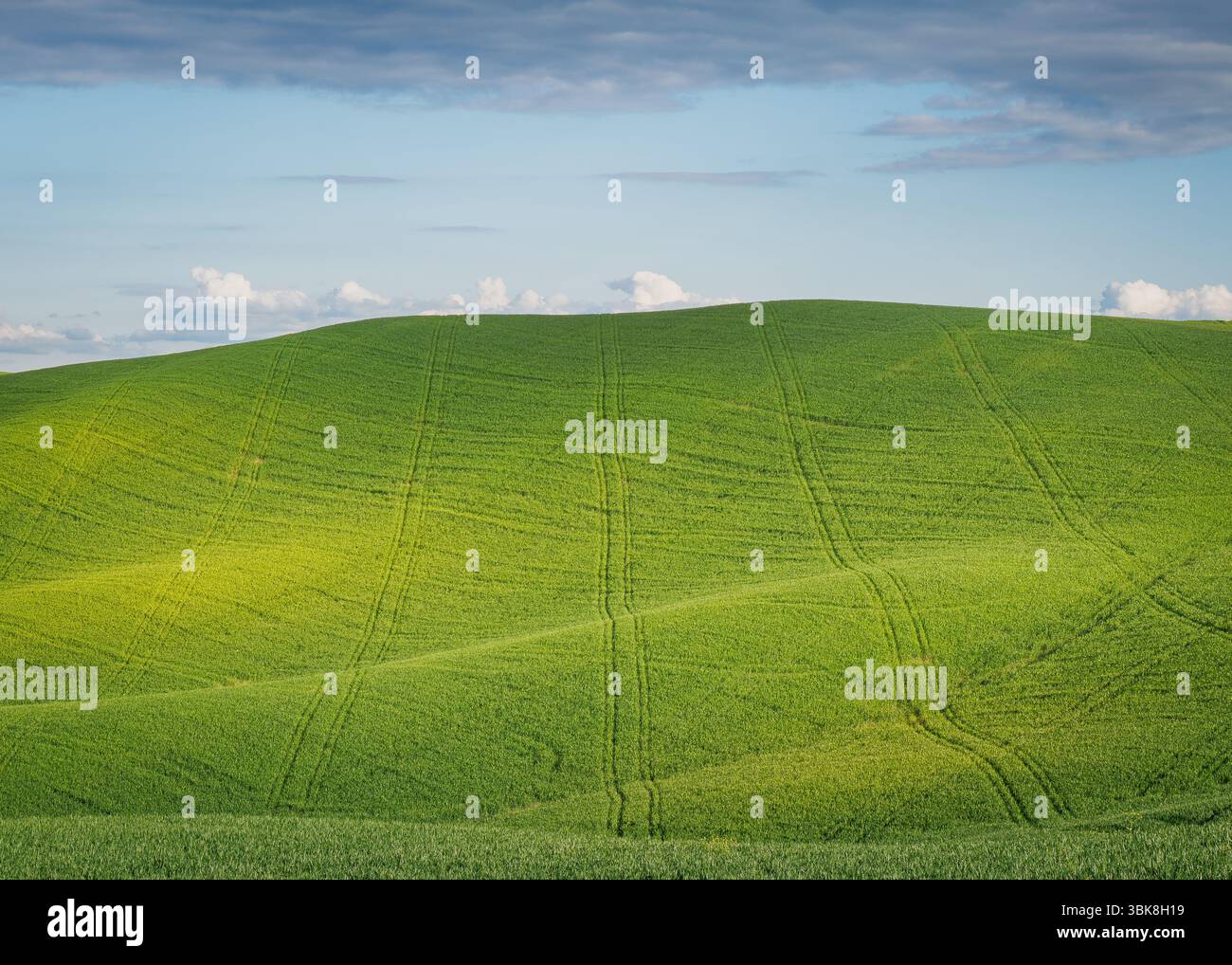 Campo agricolo Rolling Green Hills con cingoli del trattore sotto Blue Sky e White Clouds Foto Stock