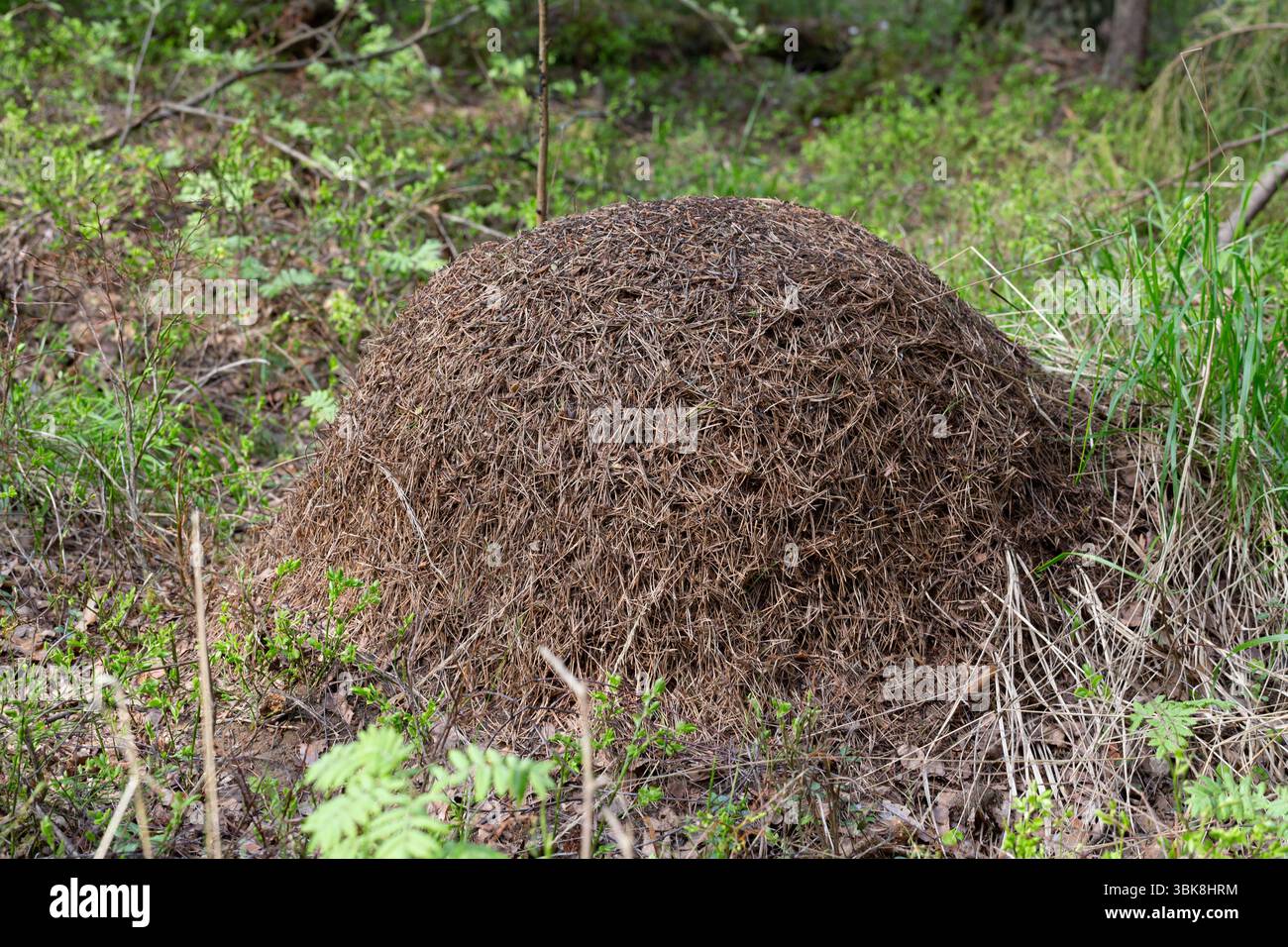 Un anguilla in una foresta verde.Una casa per le formiche nel loro habitat naturale.foresta verde di conifere.natura naturale.riserva naturale.abeti verdi nel Foto Stock