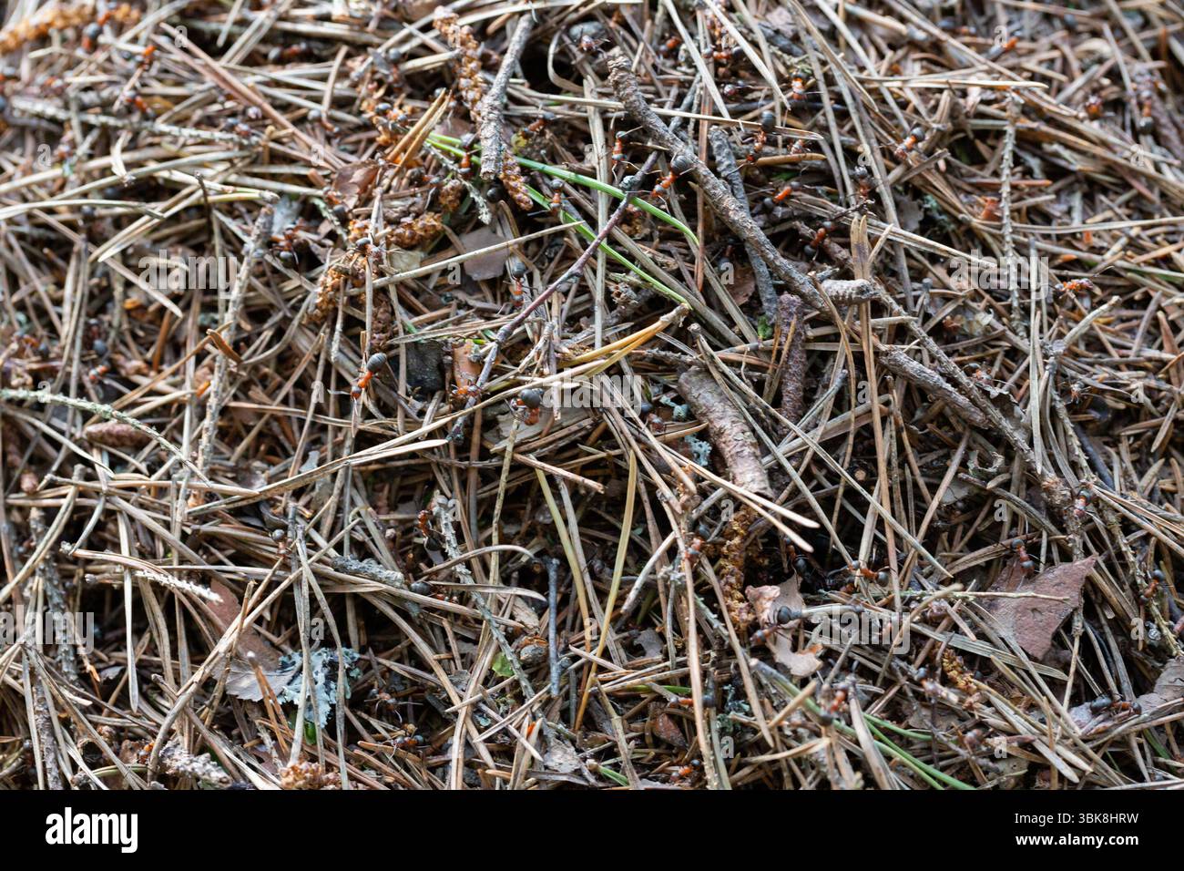 Un anguilla in una foresta verde.Una casa per le formiche nel loro habitat naturale.foresta verde di conifere.natura naturale.riserva naturale.abeti verdi nel Foto Stock