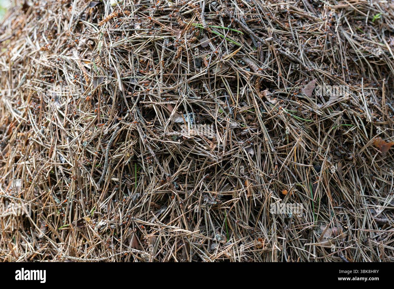 Un anguilla in una foresta verde.Una casa per le formiche nel loro habitat naturale.foresta verde di conifere.natura naturale.riserva naturale.abeti verdi nel Foto Stock