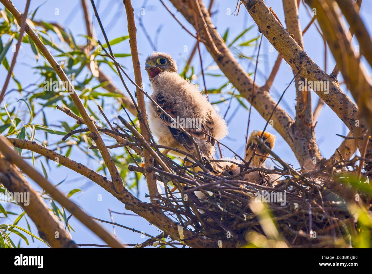 piccolo falco in un nido in un albero Foto Stock
