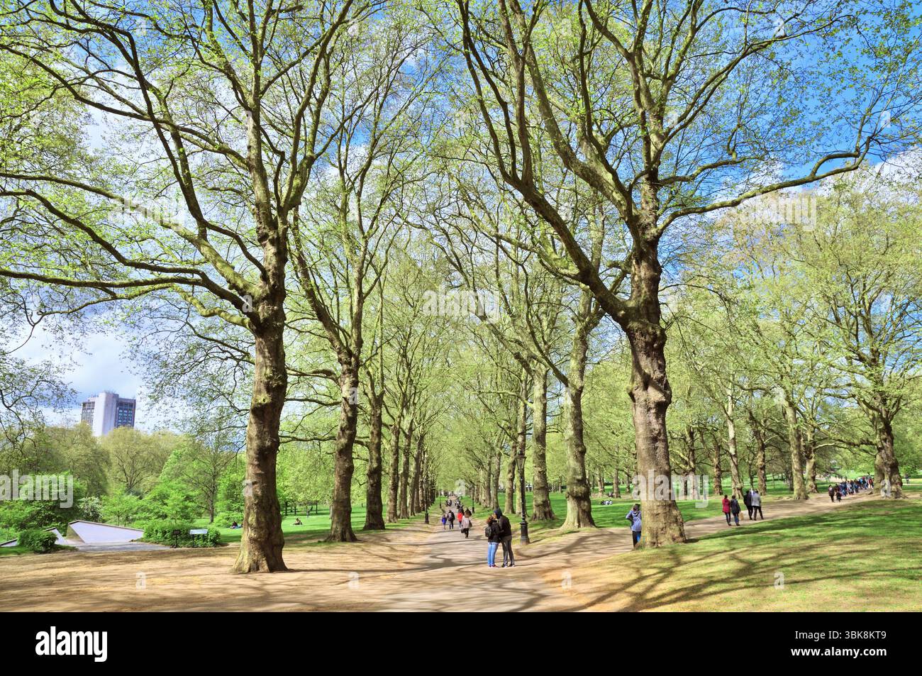 Persone che godono del sole primaverile su un sentiero tra un viale di alberi nel Green Park, uno degli otto parchi reali di Londra, nel centro di Londra, Inghilterra, Regno Unito Foto Stock