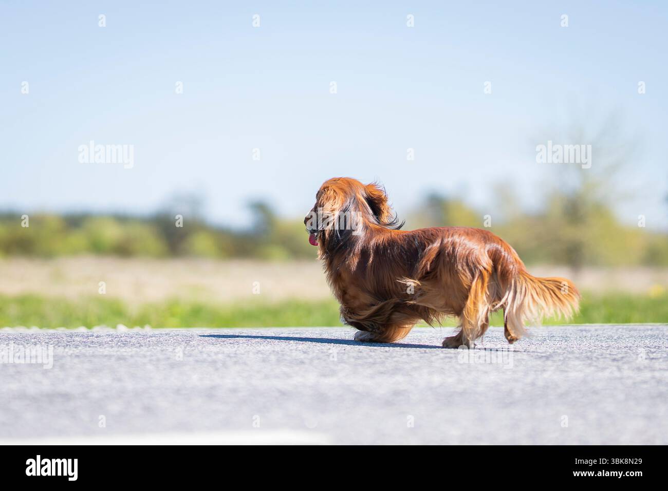 Dachshund rosso dai capelli lunghi in una giornata estiva di sole. Lungo la strada per il villaggio, una zona dacchiera rossa dai capelli lunghi. Foto Stock