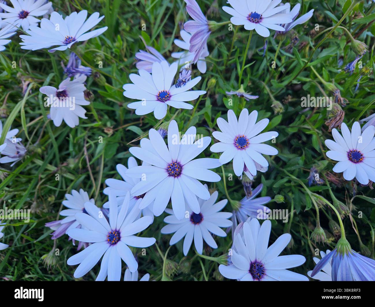 Flores simples da rua; Diversidade de flores; Culinária; praia; viagem e por do sol - Immagine stock catturata con smartphone