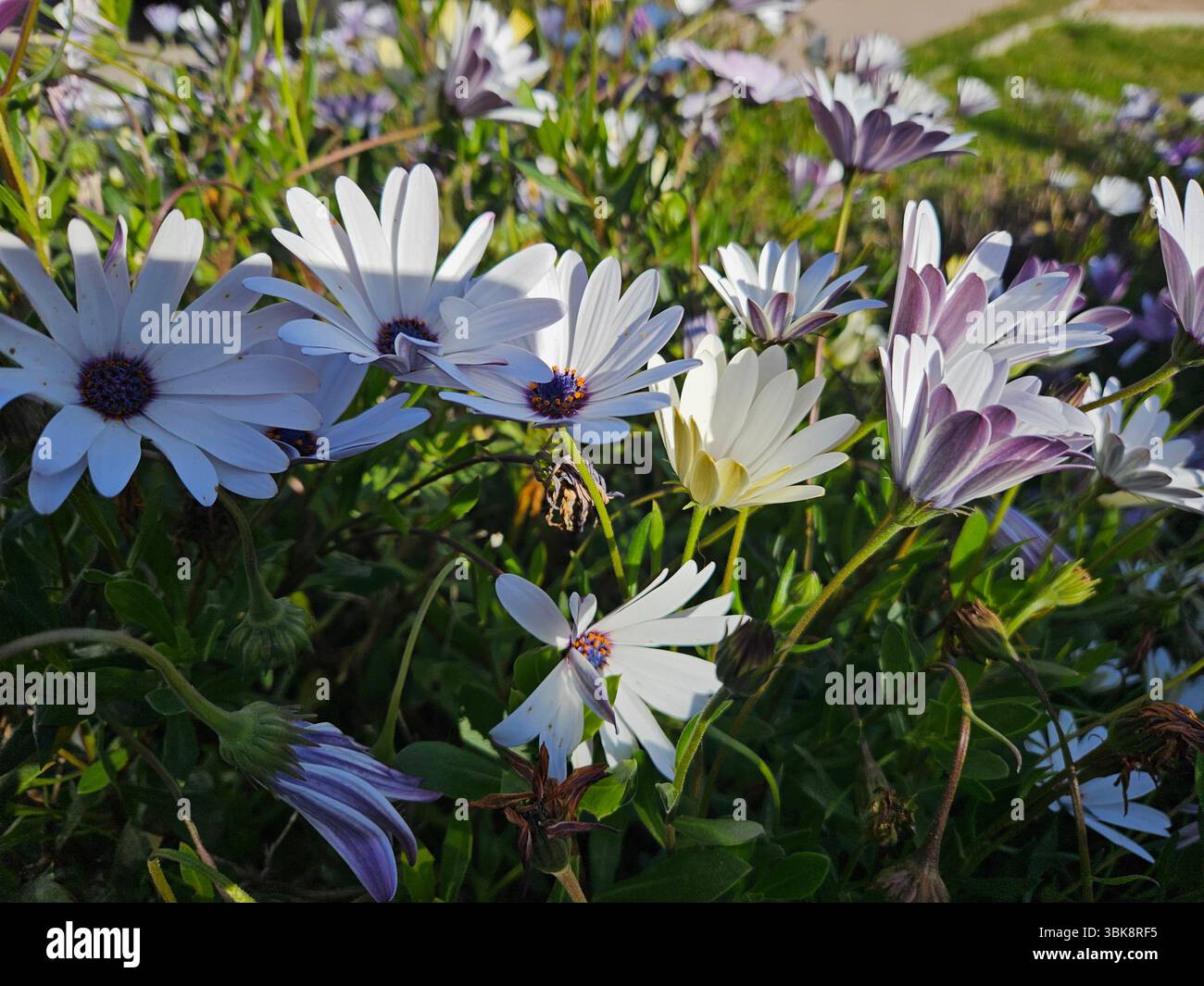 Flores simples da rua; Diversidade de flores; Culinária; praia; viagem e por do sol - Immagine stock catturata con smartphone