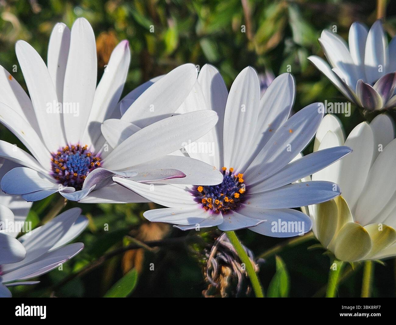 Flores simples da rua; Diversidade de flores; Culinária; praia; viagem e por do sol - Immagine stock catturata con smartphone