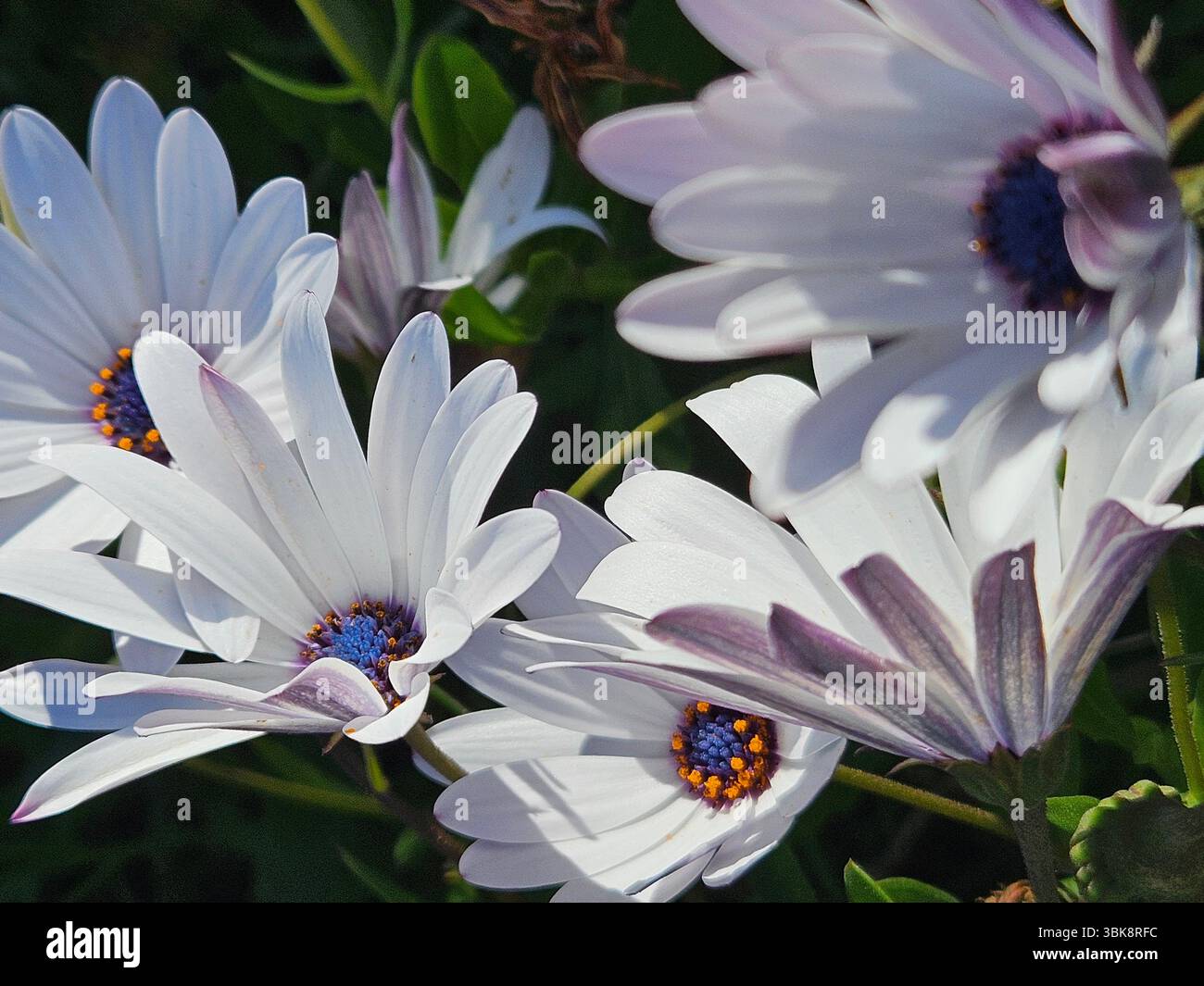 Flores simples da rua; Diversidade de flores; Culinária; praia; viagem e por do sol - Immagine stock catturata con smartphone