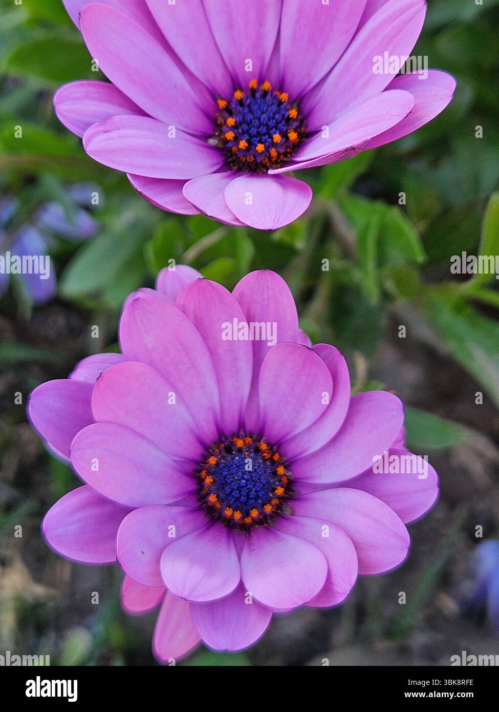 Flores simples da rua; Diversidade de flores; Culinária; praia; viagem e por do sol - Immagine stock catturata con smartphone