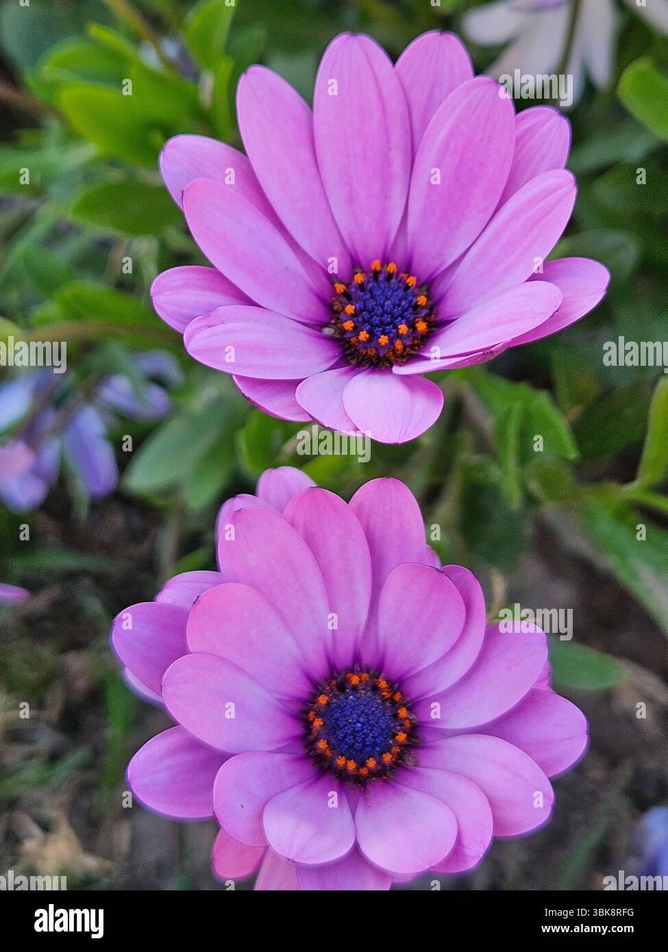 Flores simples da rua; Diversidade de flores; Culinária; praia; viagem e por do sol - Immagine stock catturata con smartphone