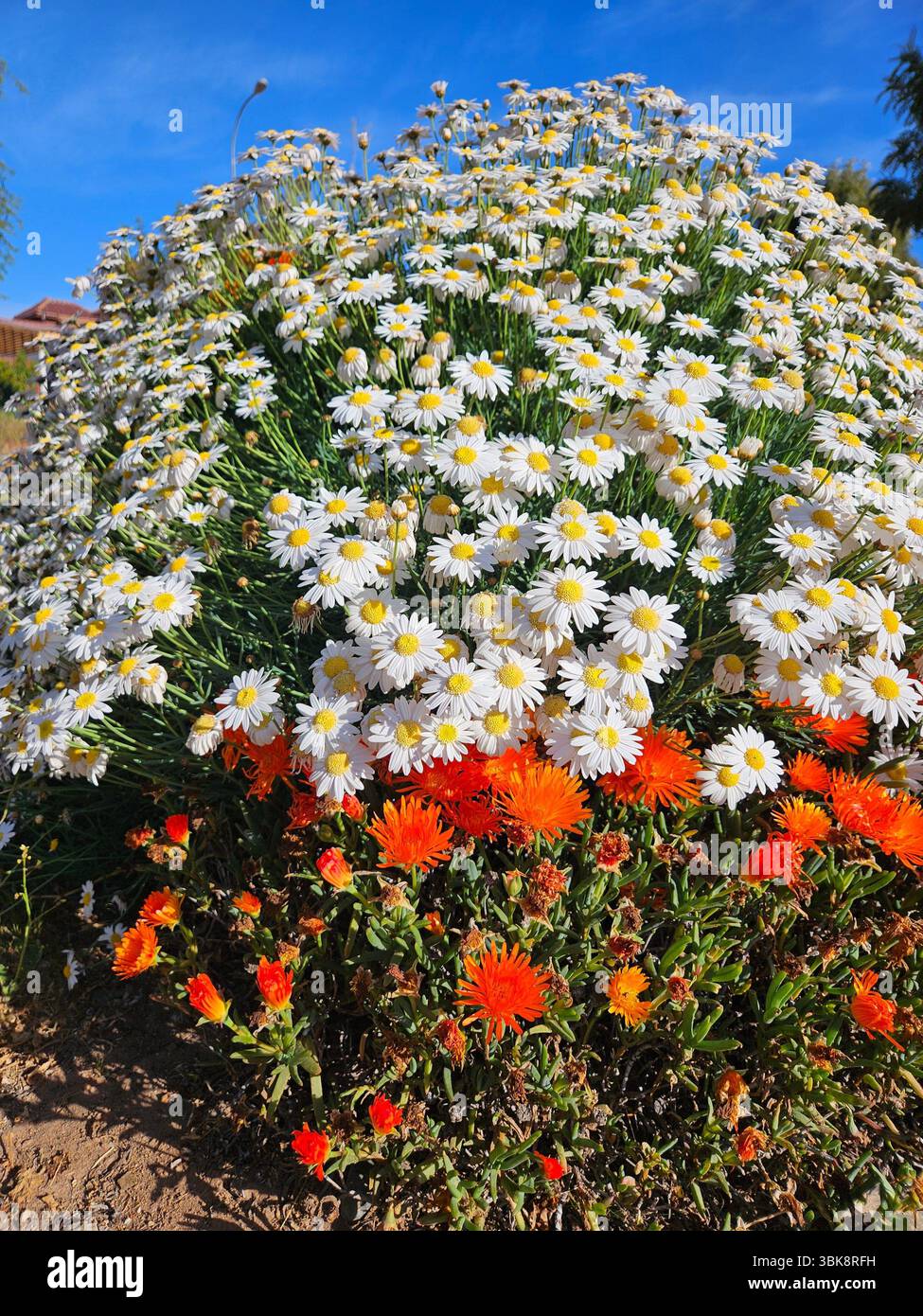 Flores simples da rua; Diversidade de flores; Culinária; praia; viagem e por do sol - Immagine stock catturata con smartphone