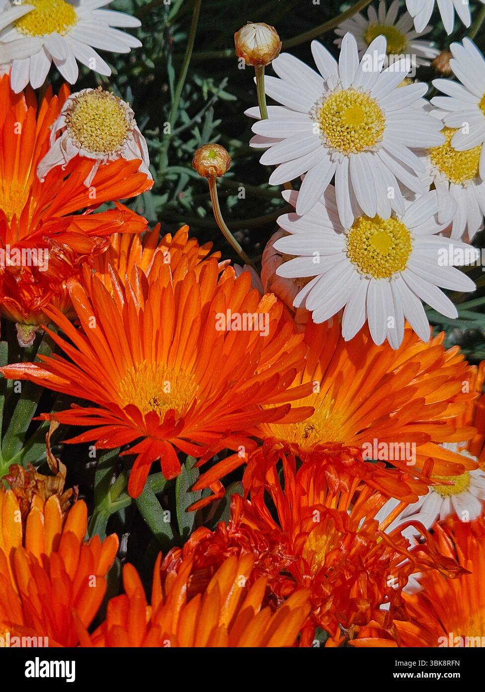 Flores simples da rua; Diversidade de flores; Culinária; praia; viagem e por do sol - Immagine stock catturata con smartphone