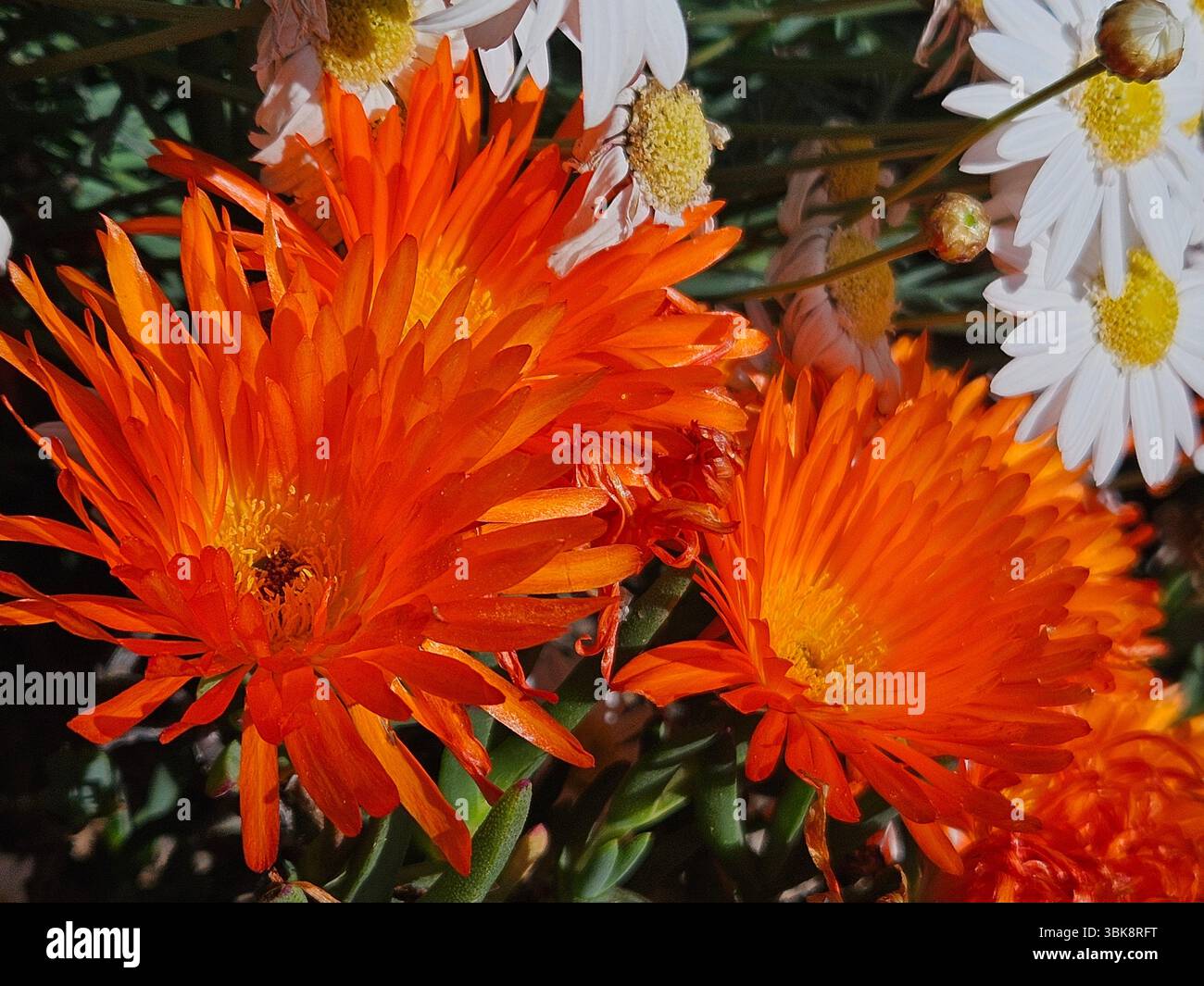 Flores simples da rua; Diversidade de flores; Culinária; praia; viagem e por do sol - Immagine stock catturata con smartphone