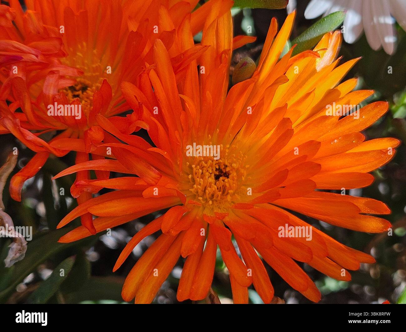 Flores simples da rua; Diversidade de flores; Culinária; praia; viagem e por do sol - Immagine stock catturata con smartphone