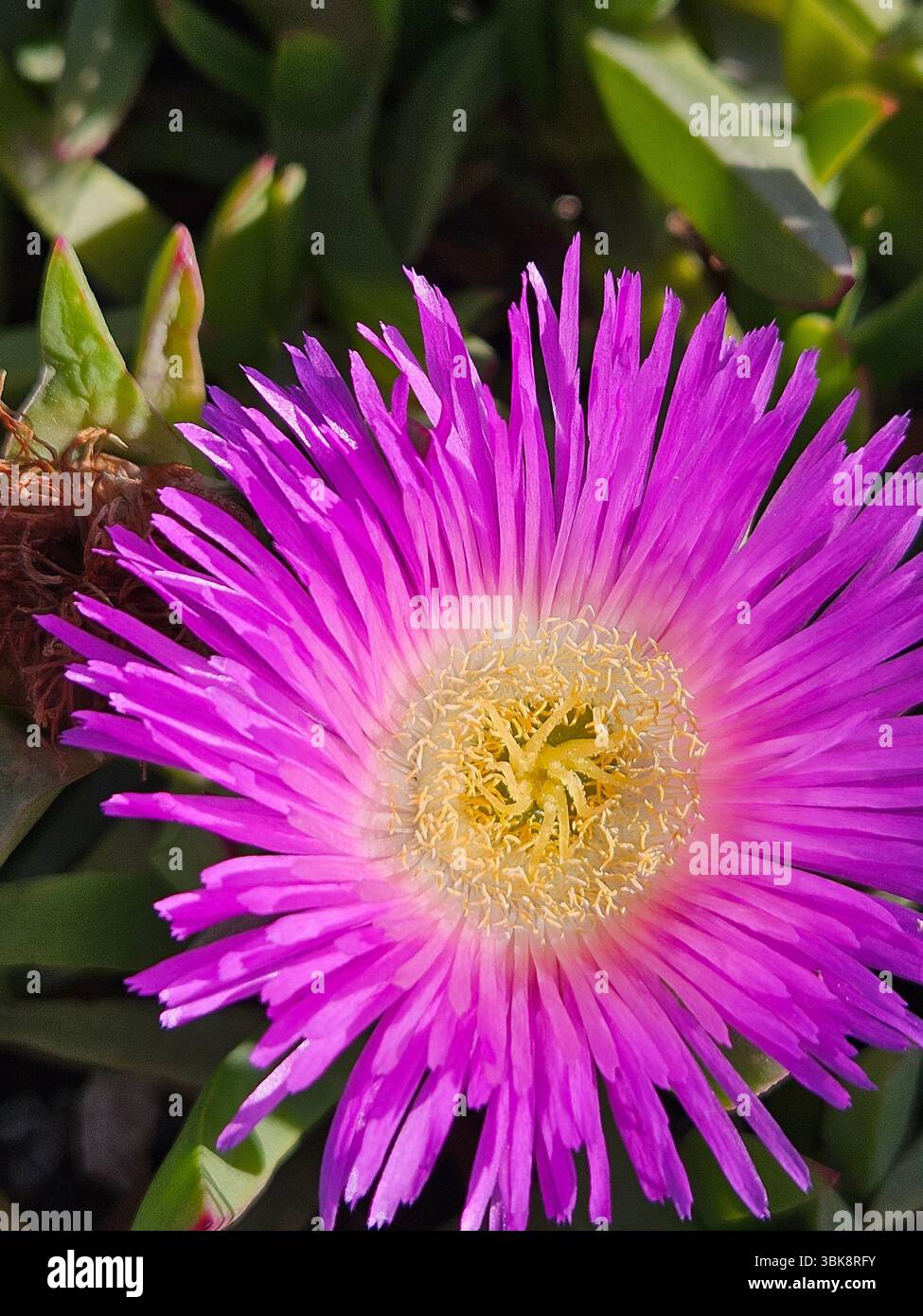 Flores simples da rua; Diversidade de flores; Culinária; praia; viagem e por do sol - Immagine stock catturata con smartphone