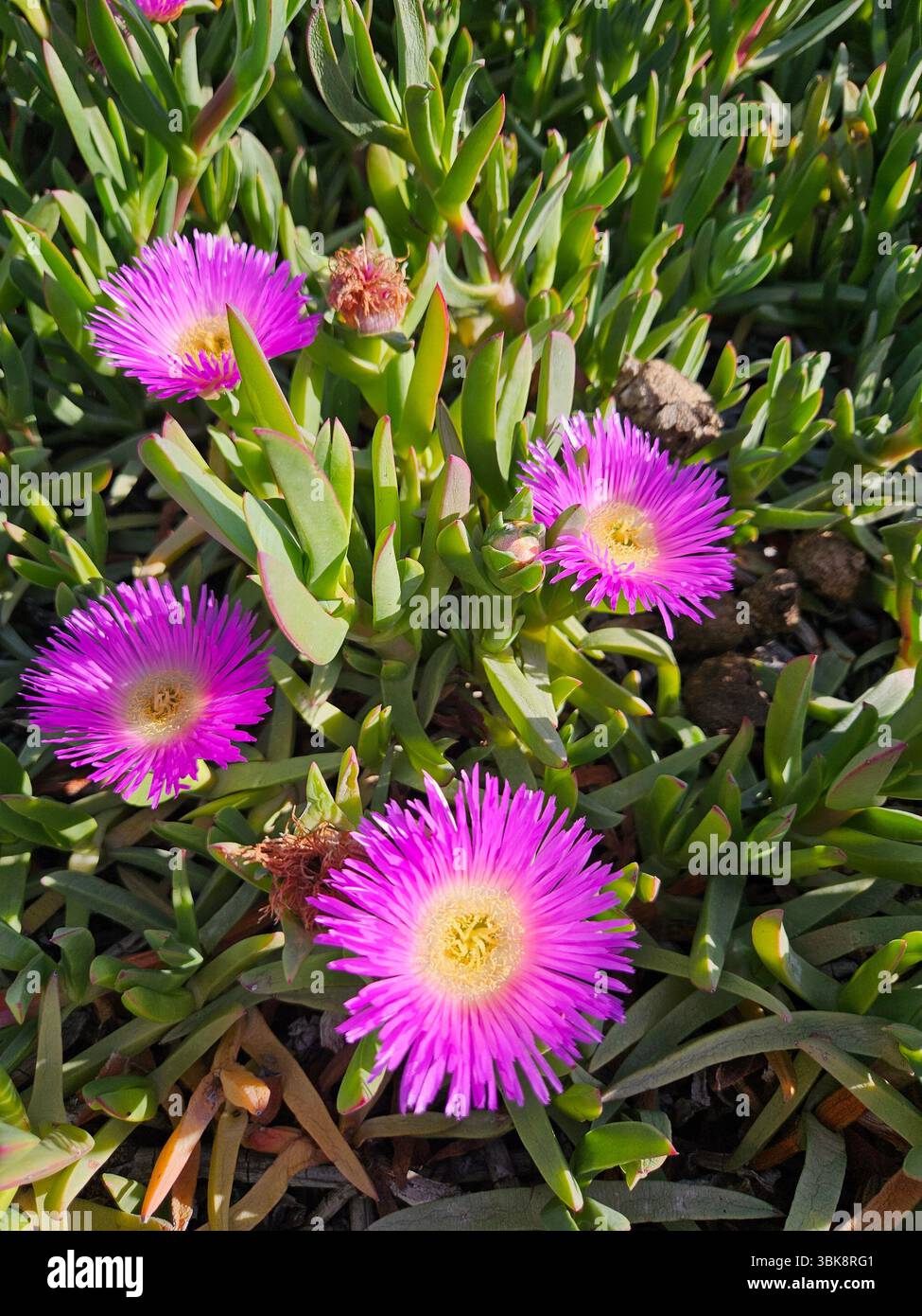 Flores simples da rua; Diversidade de flores; Culinária; praia; viagem e por do sol - Immagine stock catturata con smartphone