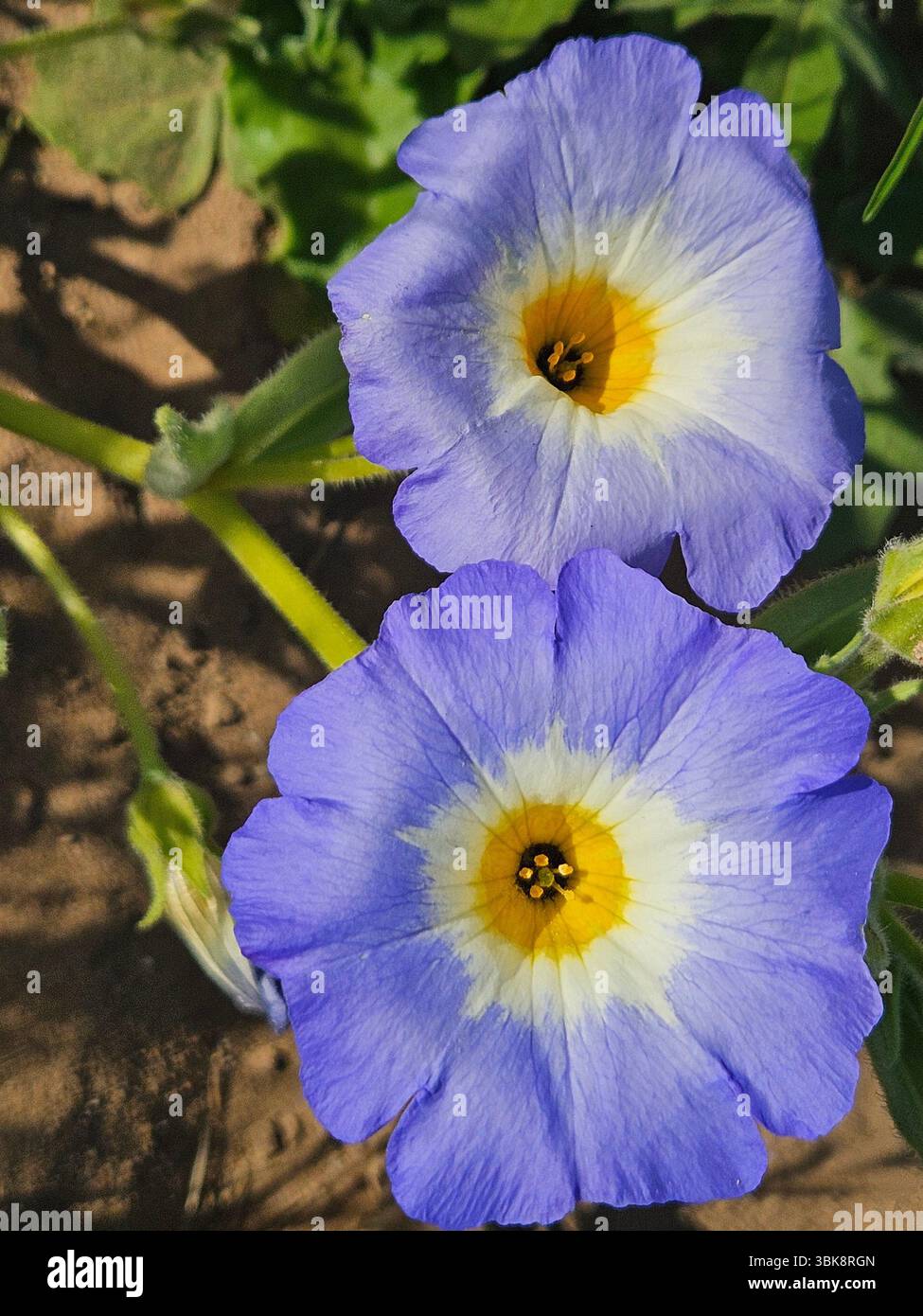 Flores simples da rua; Diversidade de flores; Culinária; praia; viagem e por do sol - Immagine stock catturata con smartphone