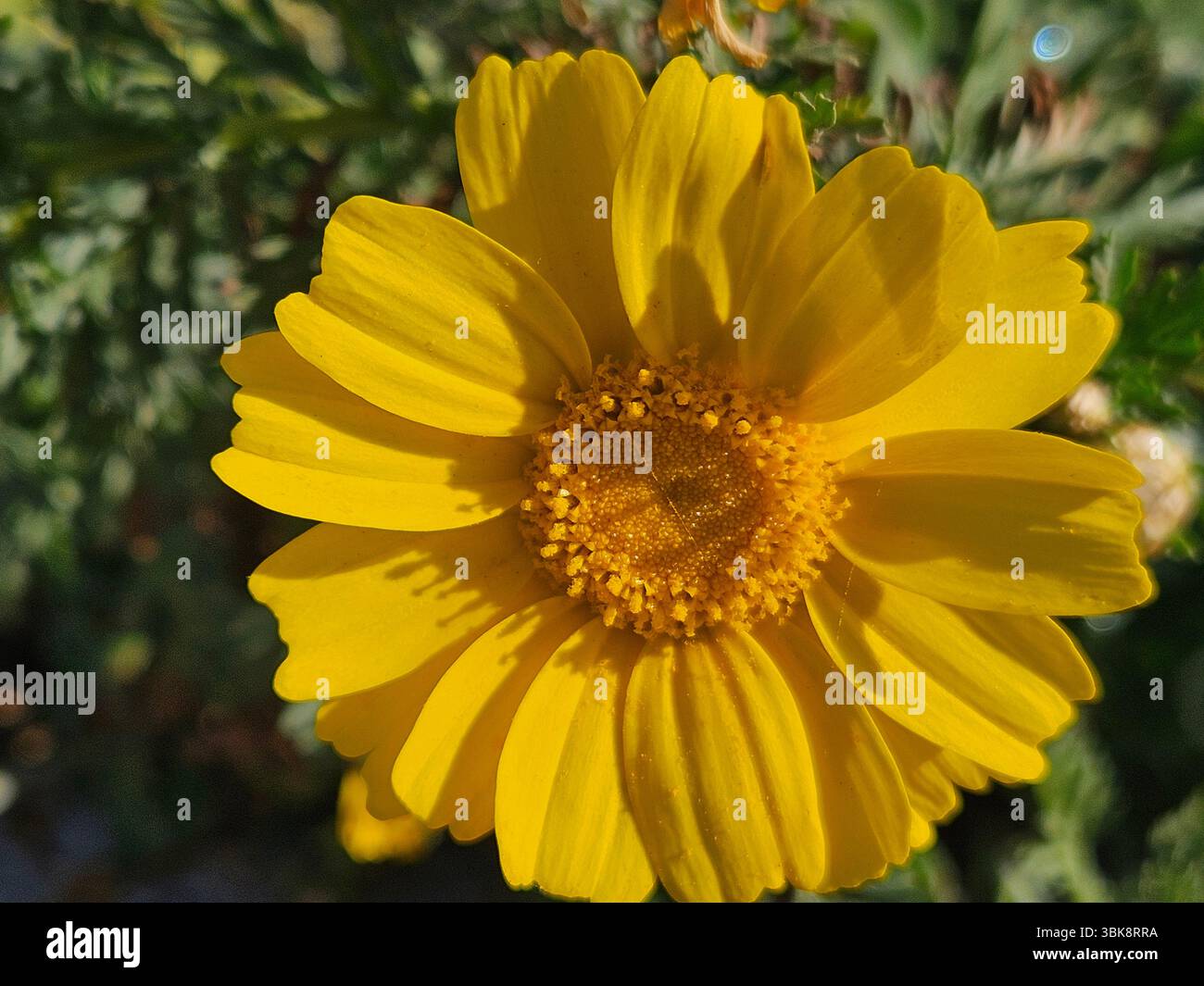 Flores simples da rua; Diversidade de flores; Culinária; praia; viagem e por do sol - Immagine stock catturata con smartphone