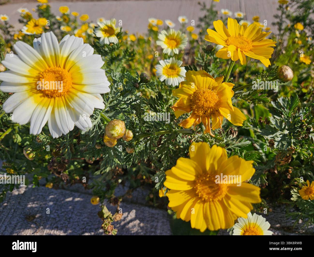 Flores simples da rua; Diversidade de flores; Culinária; praia; viagem e por do sol - Immagine stock catturata con smartphone