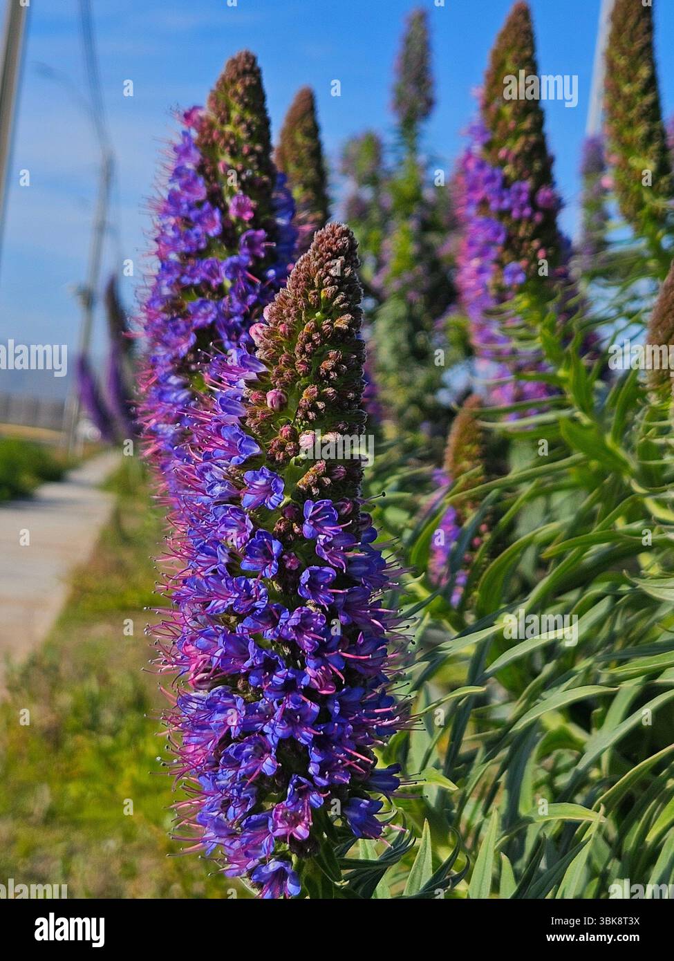 Flores simples da rua; Diversidade de flores; Culinária; praia; viagem e por do sol - Immagine stock catturata con smartphone