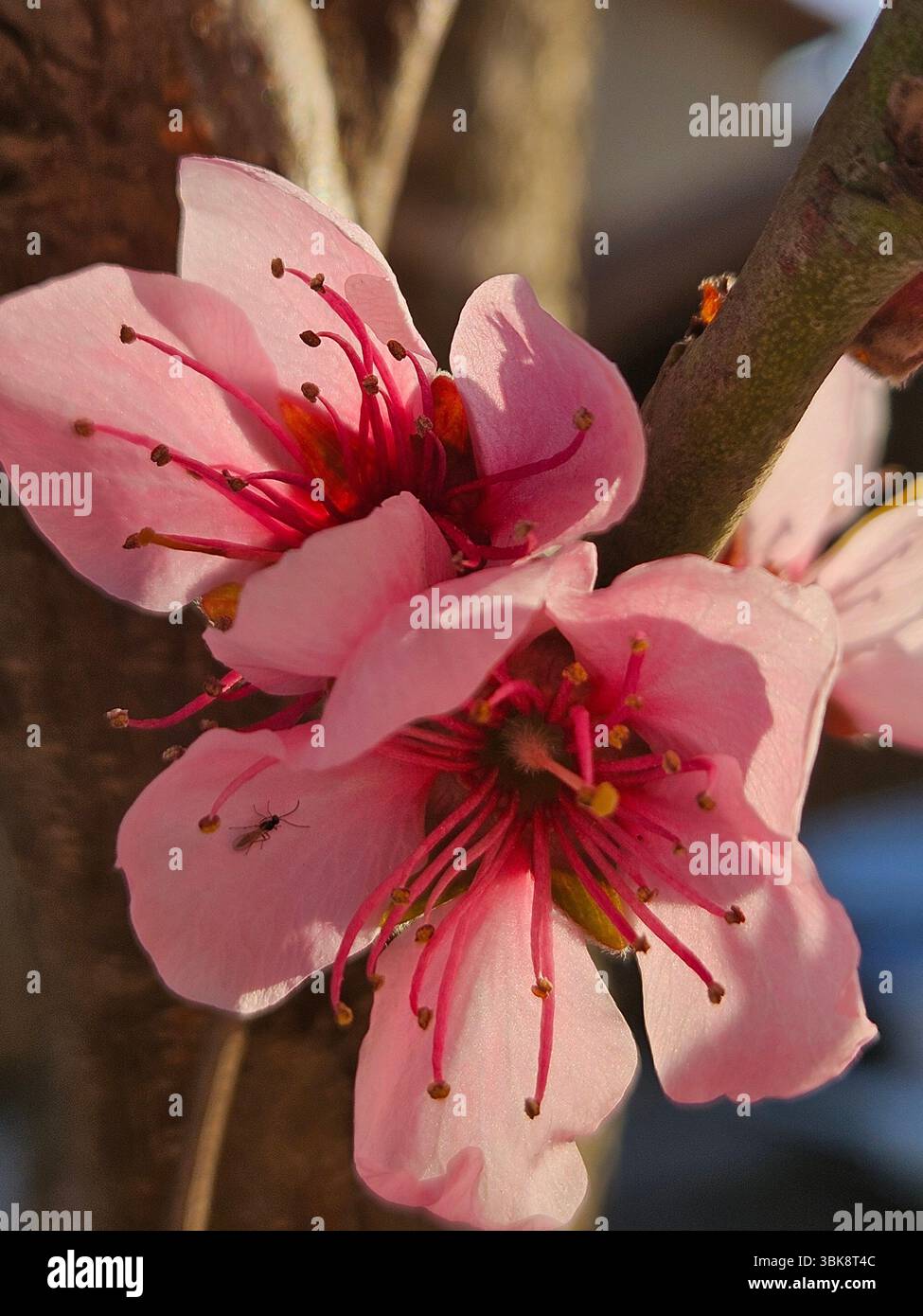 Flores simples da rua; Diversidade de flores; Culinária; praia; viagem e por do sol - Immagine stock catturata con smartphone