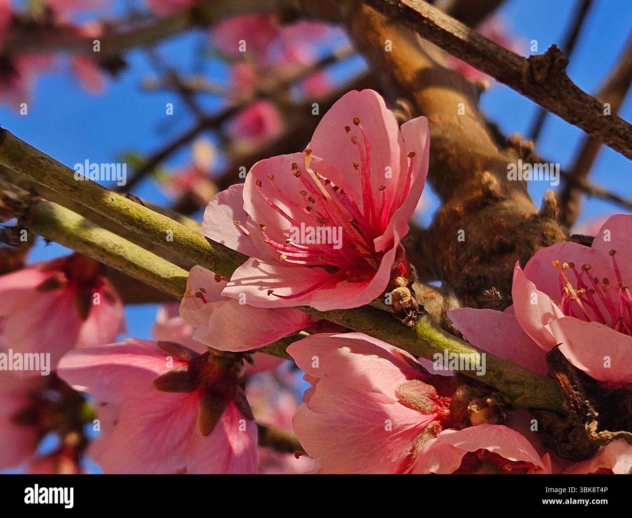 Flores simples da rua; Diversidade de flores; Culinária; praia; viagem e por do sol - Immagine stock catturata con smartphone