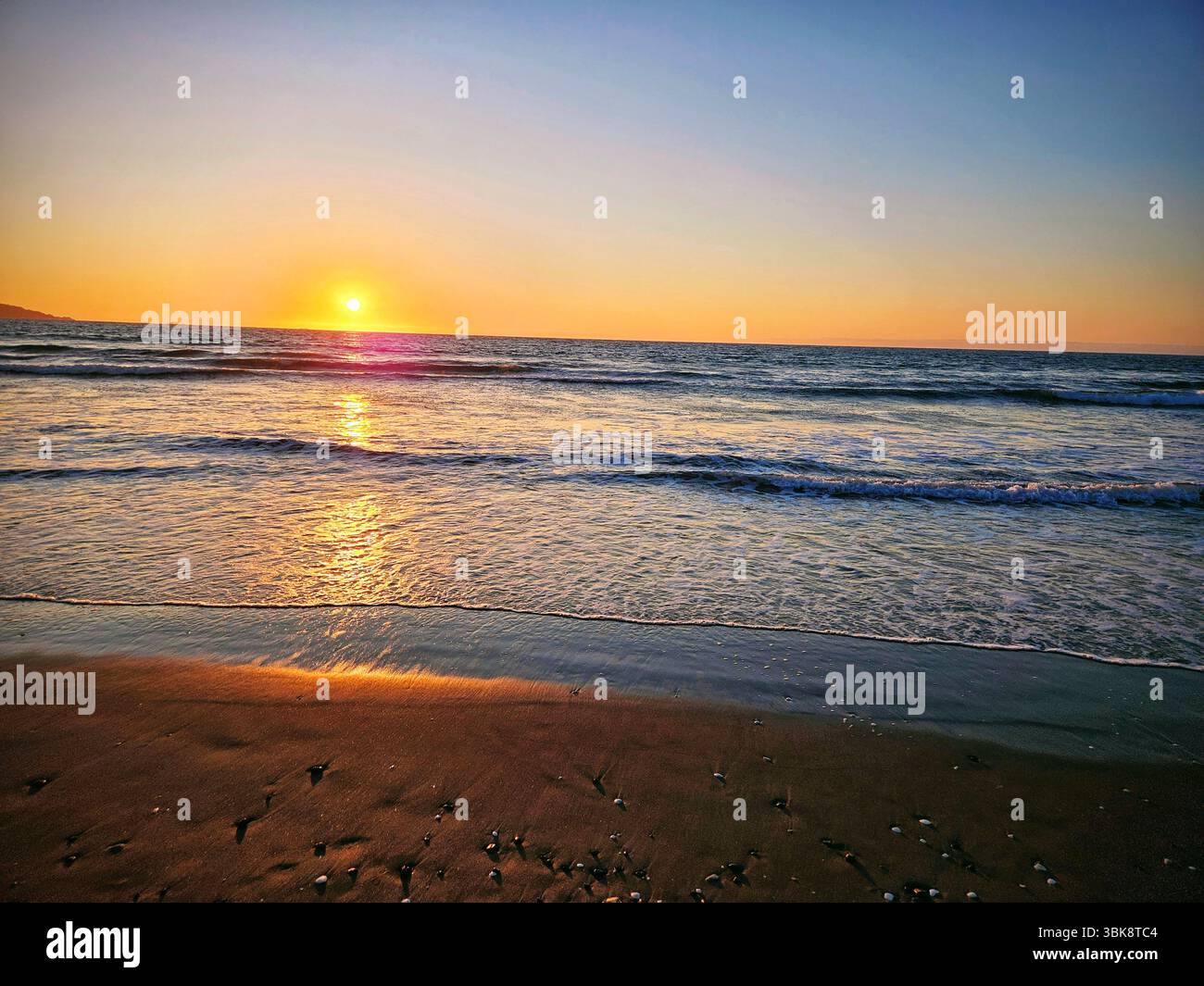 Flores simples da rua; Diversidade de flores; Culinária; praia; viagem e por do sol - Immagine stock catturata con smartphone