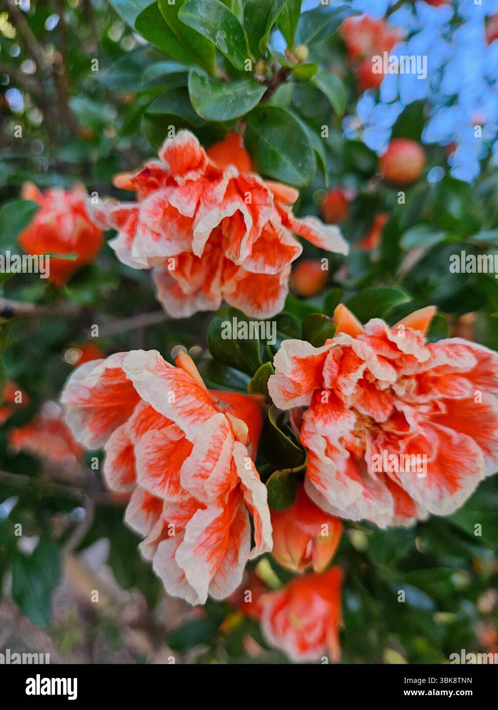 Flores simples da rua; Diversidade de flores; Culinária; praia; viagem e por do sol - Immagine stock catturata con smartphone