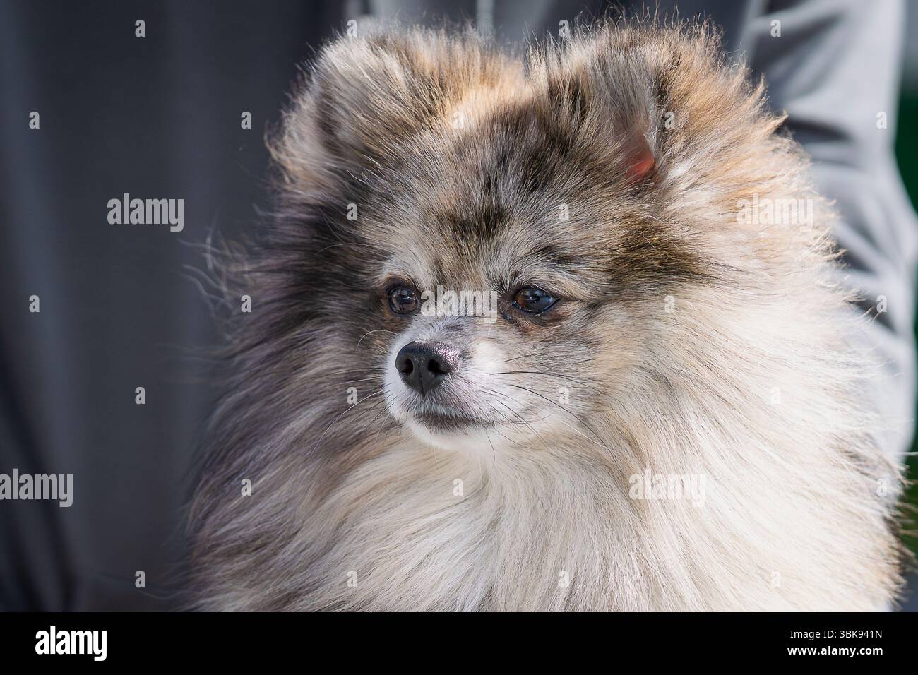Cane di colore merlano della Pomerania, piccolo cane obbediente fuori. Primo piano Blue Merle Pomerania. Cane di colore merlano della Pomerania, piccolo cane obbediente fuori. Foto Stock