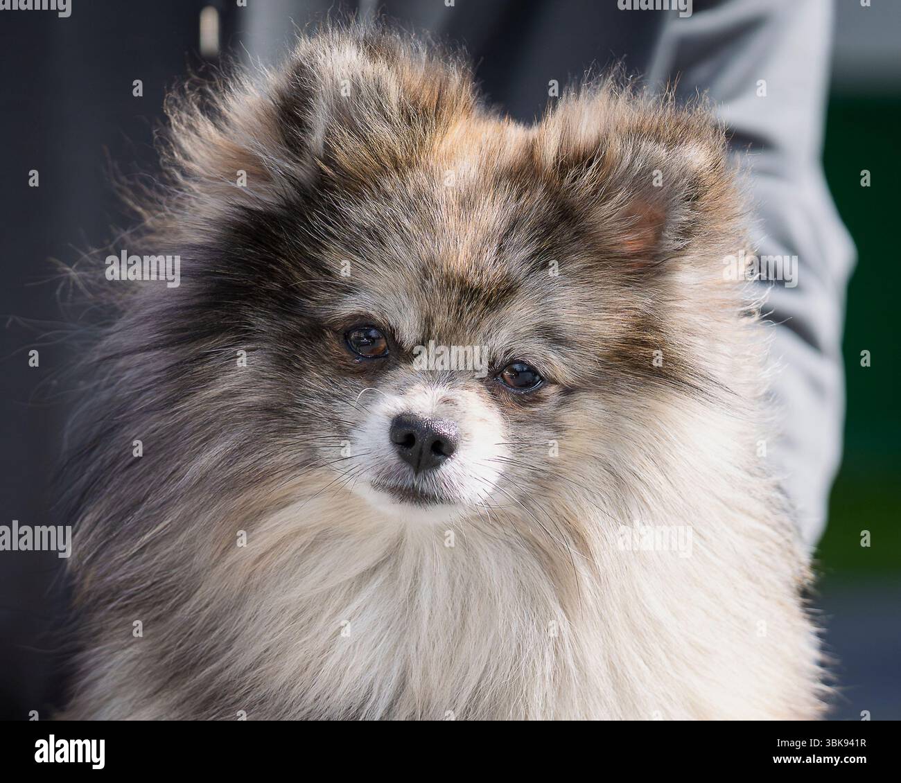 Cane di colore merlano della Pomerania, piccolo cane obbediente fuori. Primo piano Blue Merle Pomerania. Cane di colore merlano della Pomerania, piccolo cane obbediente fuori. Foto Stock