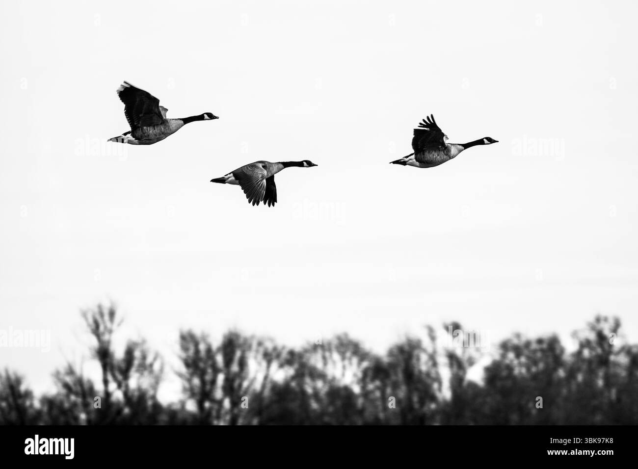 Tre maestose oche del Canada si innalzano su un cielo minimalista in perfetta formazione, catturate in una sorprendente fotografia in bianco e nero. Foto Stock