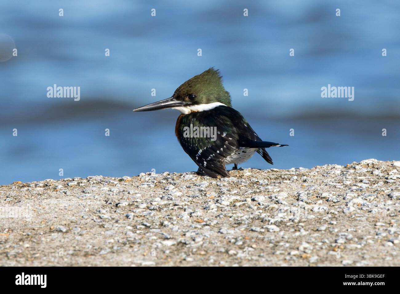 Amazon Kingfisher (Chloroceryle amazona) è una specie di "kingfisher d'acqua" che si trova nelle pianure dei tropici americani Foto Stock