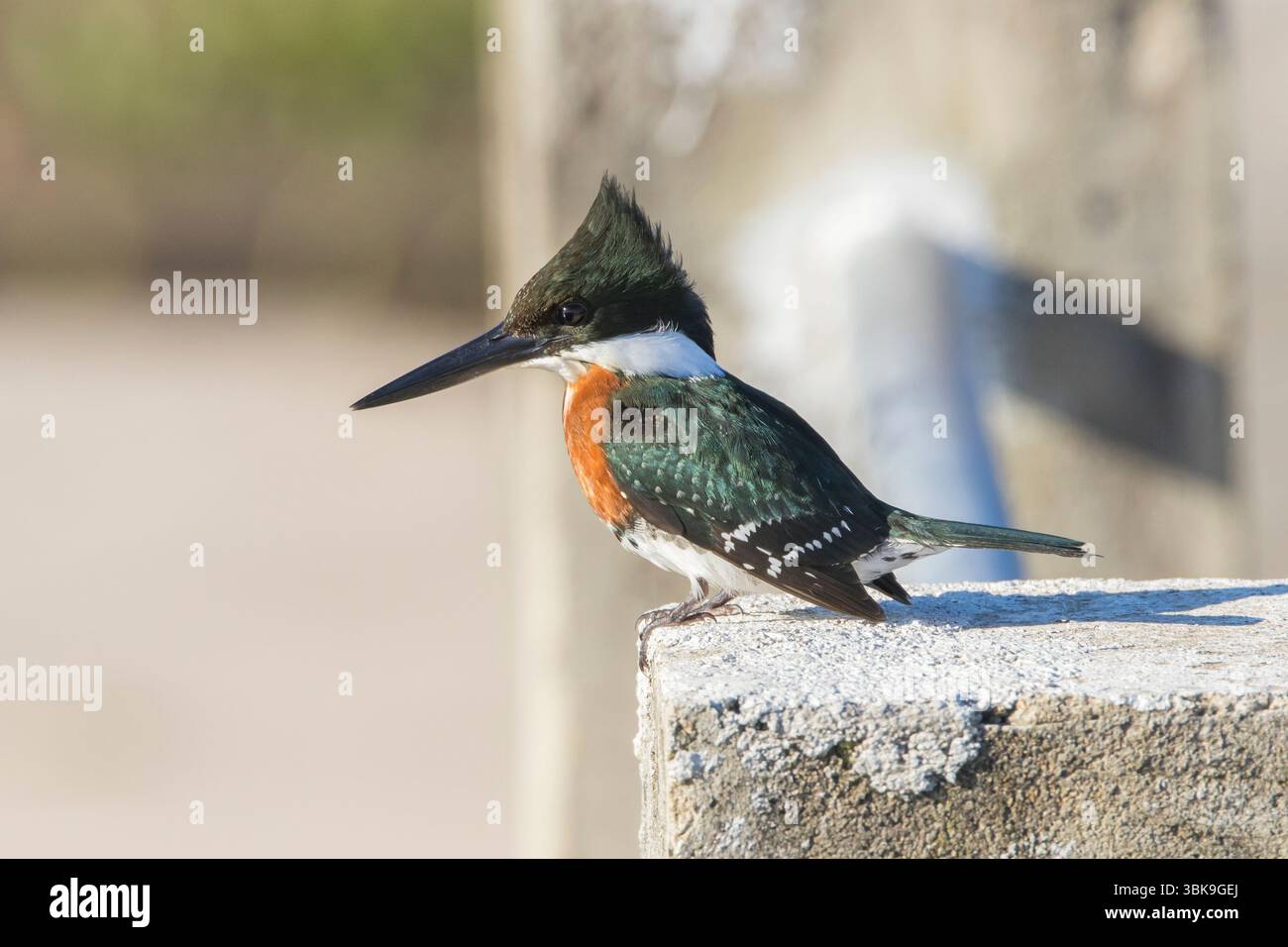 Amazon Kingfisher (Chloroceryle amazona) è una specie di "kingfisher d'acqua" che si trova nelle pianure dei tropici americani Foto Stock