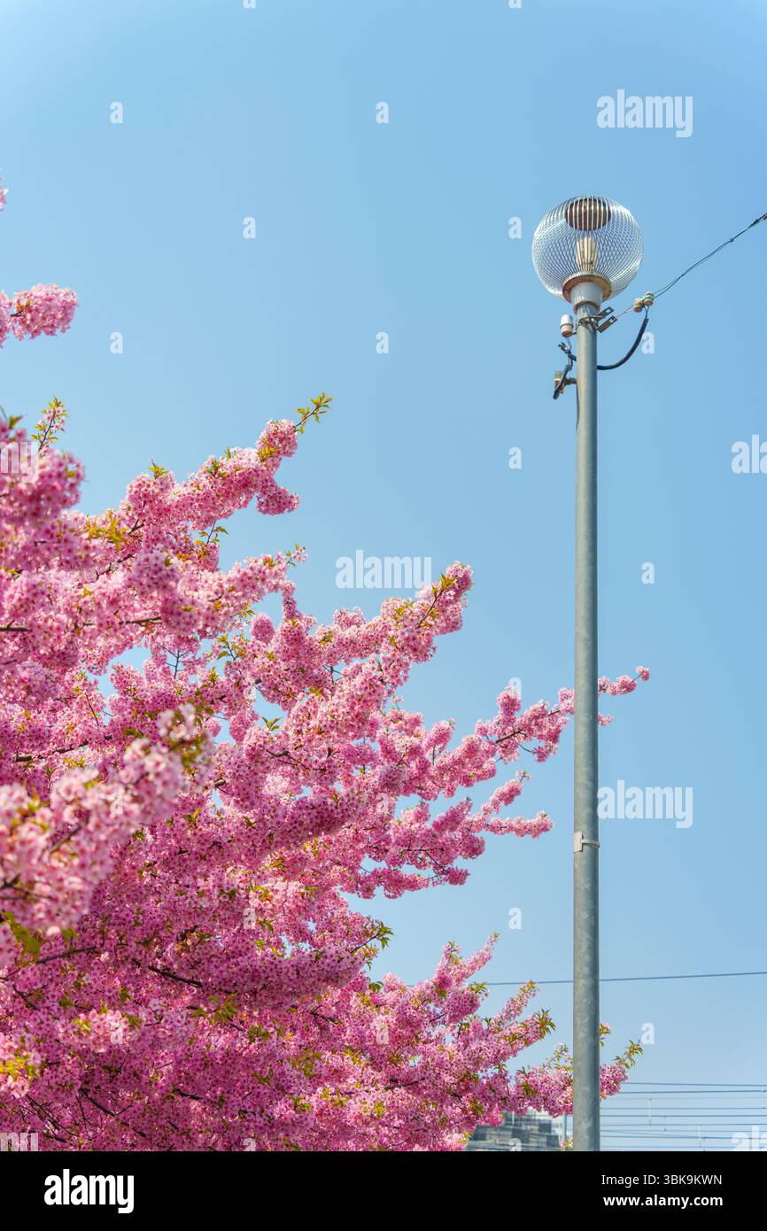 Fiore di ciliegio rosa o albero di Sakura che fiorisce accanto al semaforo e al cielo blu durante la primavera in Giappone Foto Stock