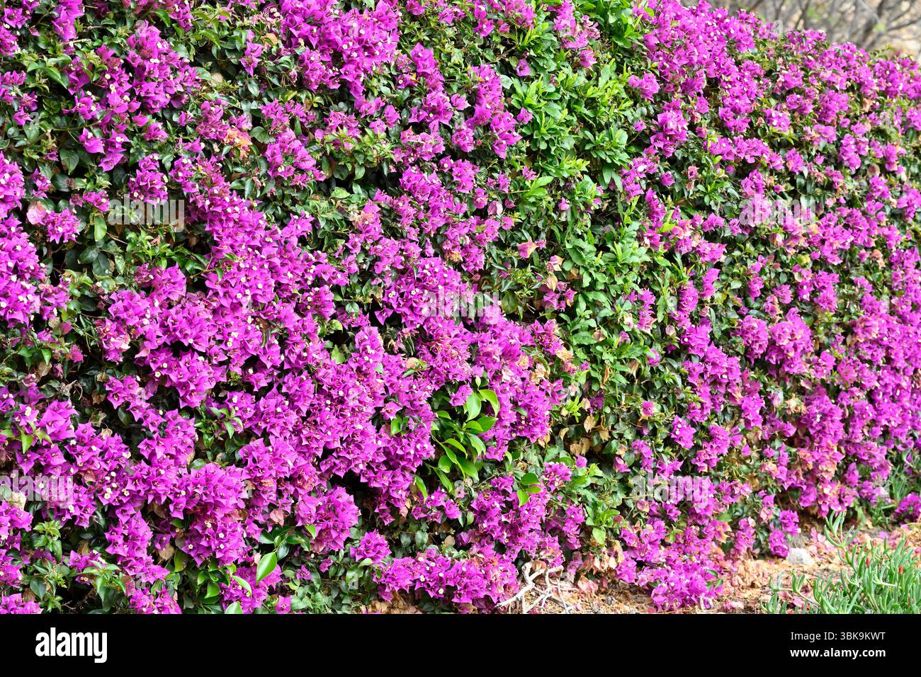 Siepe di Bougainvillea fiorita magenta Malaga, Spagna aprile Foto Stock