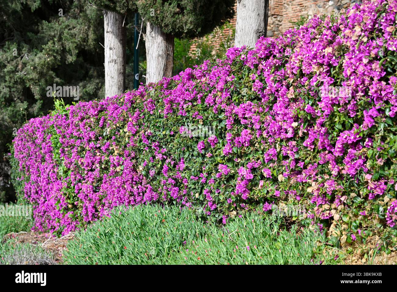 Siepe di Bougainvillea fiorita magenta Malaga, Spagna aprile Foto Stock