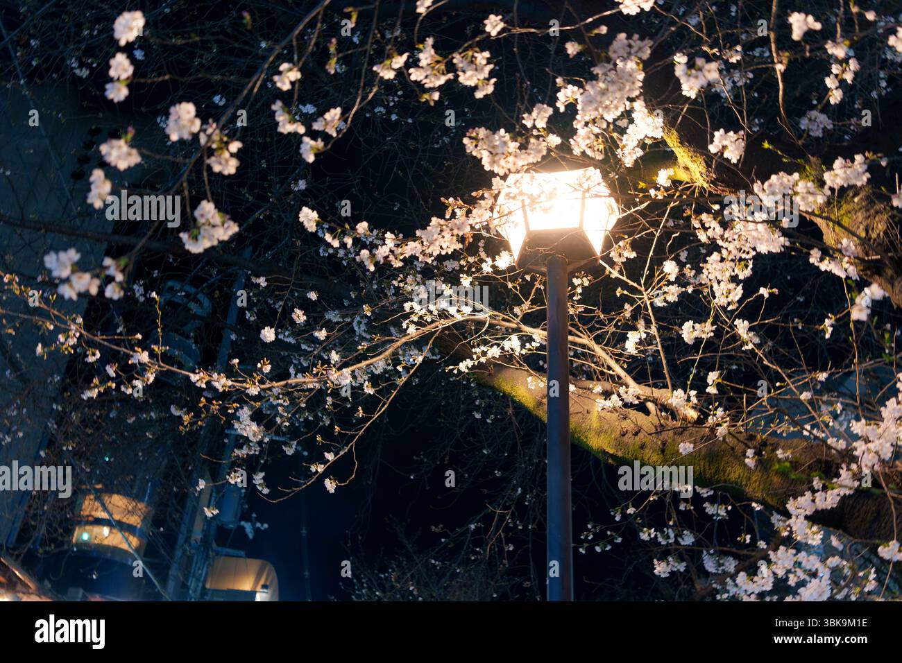 Splendida fioritura di ciliegio illuminata da una calda lampada da strada durante la primavera, di notte in Giappone Foto Stock