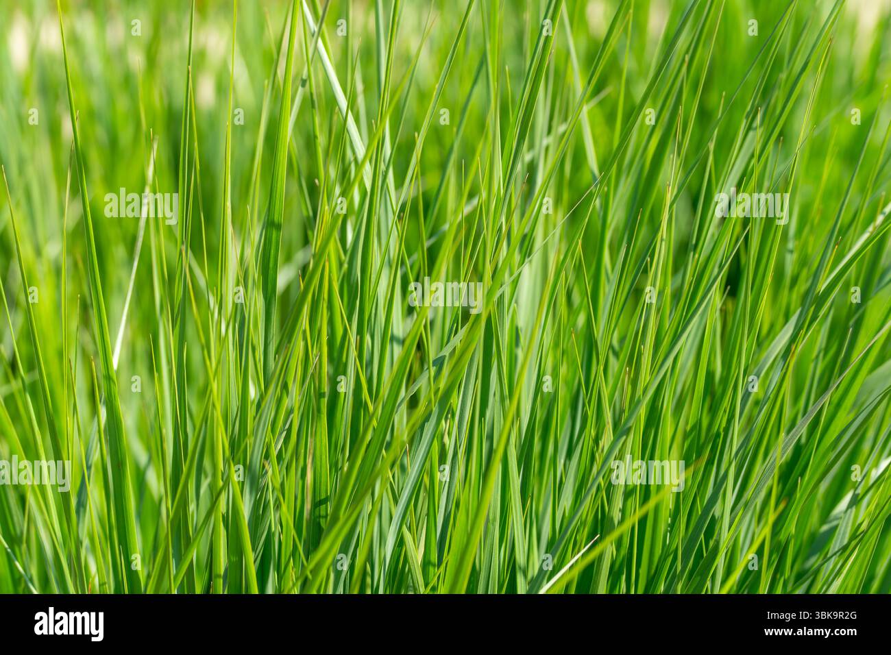 Erba verde ricca, delicata e naturale catturata alla luce del giorno. Le lame si sovrappongono in uno schema denso. Foto Stock