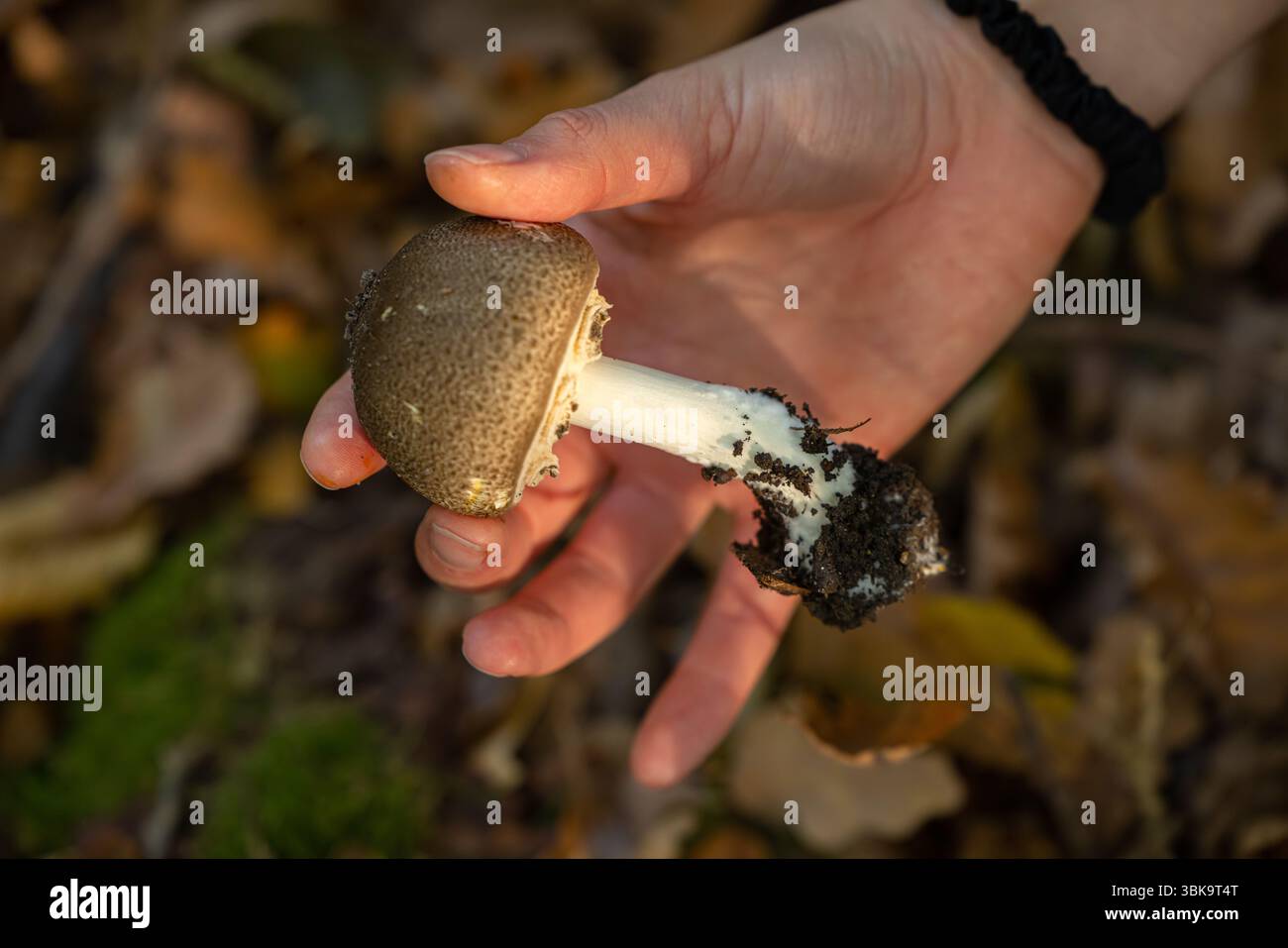 Fungo commestibile nelle mani da vicino Foto Stock