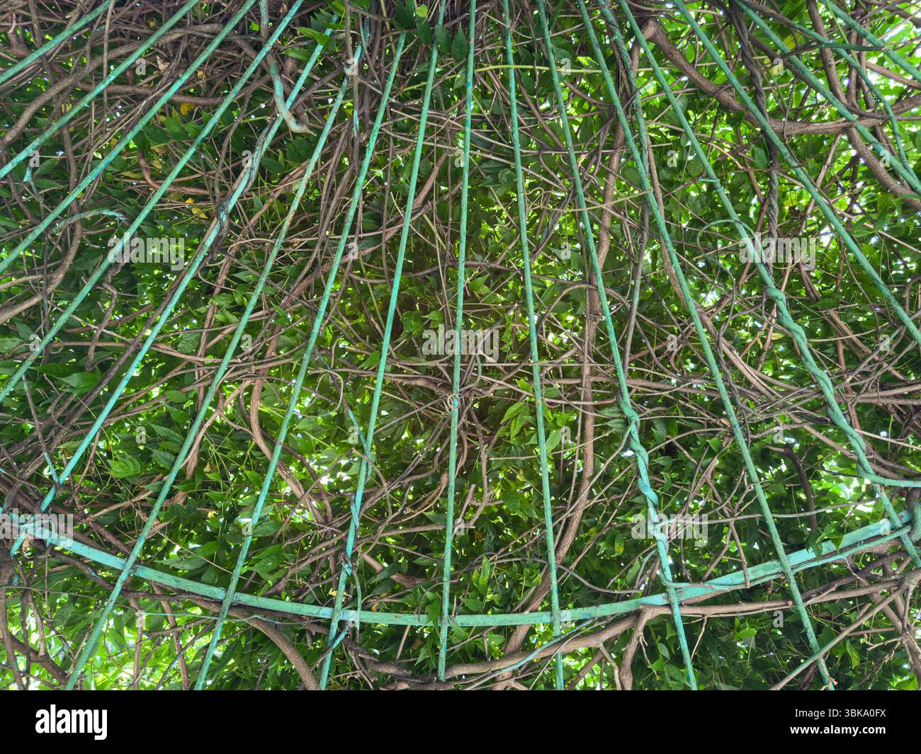 Vigne aggrovigliate che si arrampicano su una struttura a cupola di metallo verde, formando un soffitto naturale. Luce del giorno, niente gente. Concetto di struttura di recupero della natura. Foto Stock