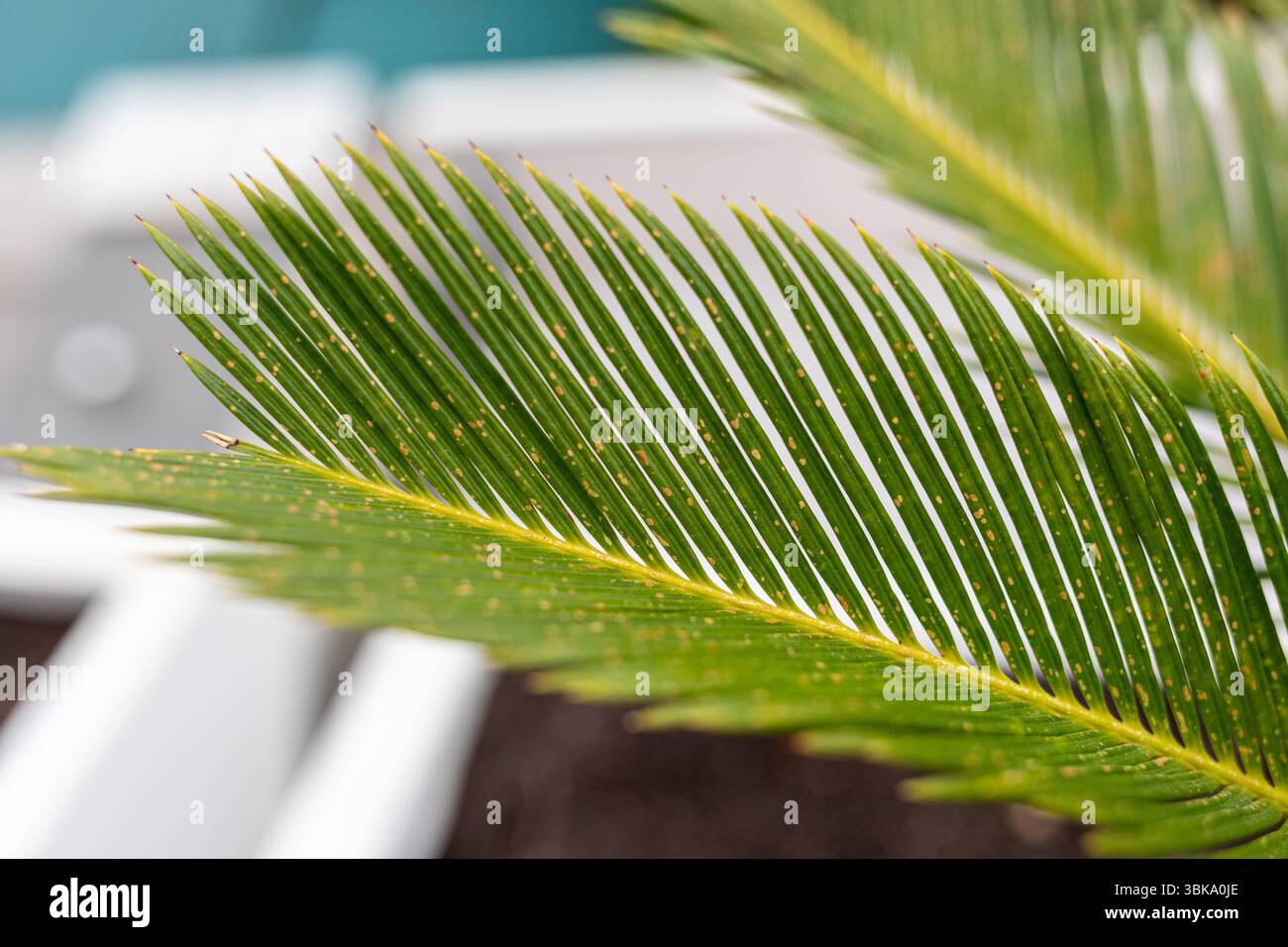 Primo piano di Una foglia di Cycas revoluta colpita da Un'infezione fungina, mostrando piccole macchie di arancia, evidenziando l'impatto delle malattie delle piante su Foliage Foto Stock