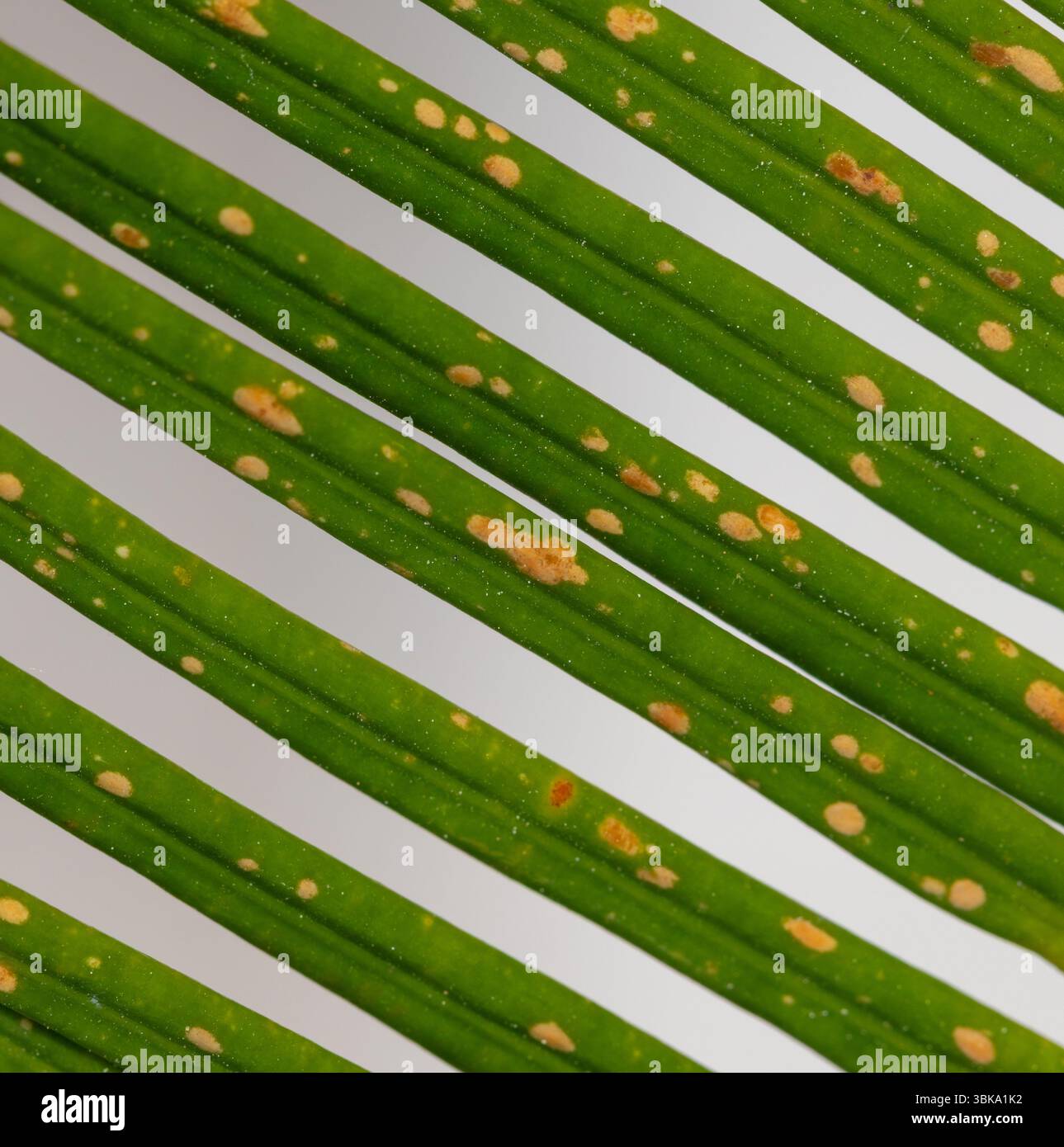 Vista ravvicinata che evidenzia le foglie verdi parallele di Cycas revoluta, con piccole macchie arancioni derivanti da Un'infezione fungina che colpisce la P. Foto Stock