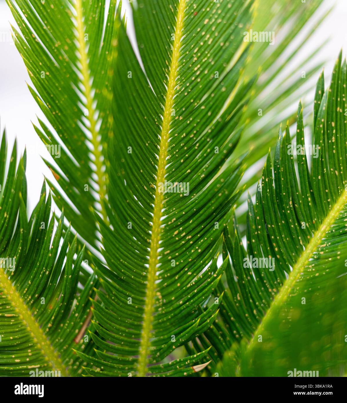 Vista ravvicinata delle foglie di Cycas revoluta che mostrano piccole macchie arancioni, segnalando Un'infezione fungina che influisce sulla salute delle piante e richiede efficacia Foto Stock