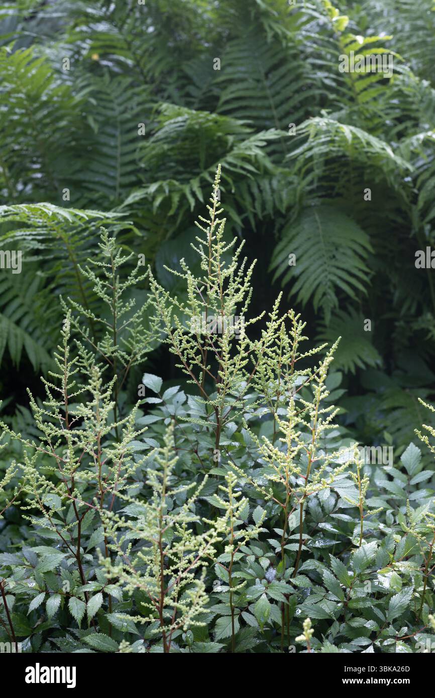 Astilbe x arendsii 'velo nuziale' astilbe. Foto Stock
