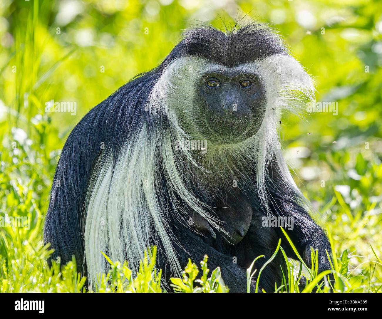 Vista ravvicinata di una femmina guereza Mantled (Colobus guereza) Foto Stock