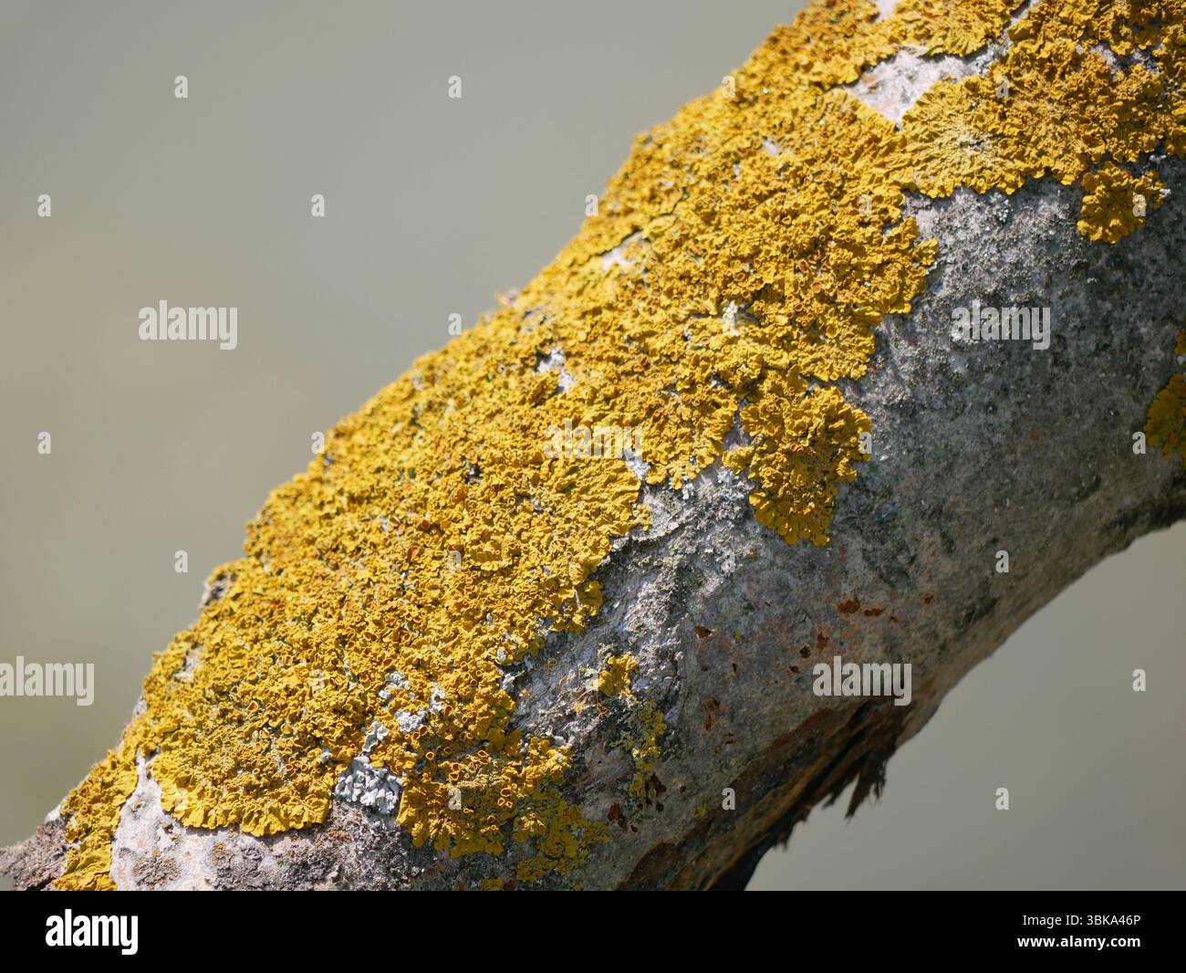 Xanthoria parietina lichen su un ramo d'albero da vicino. Foto Stock