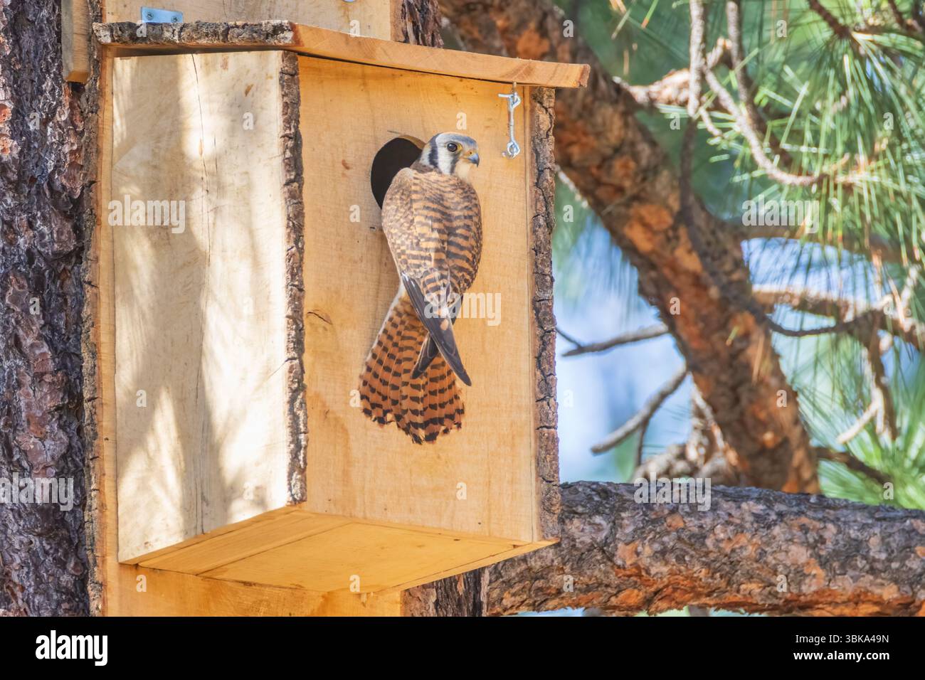 Gheppio americano femminile (Falco sparverius) arroccato all'ingresso di una scatola di legno montata su un albero di pino nell'habitat forestale. Foto Stock