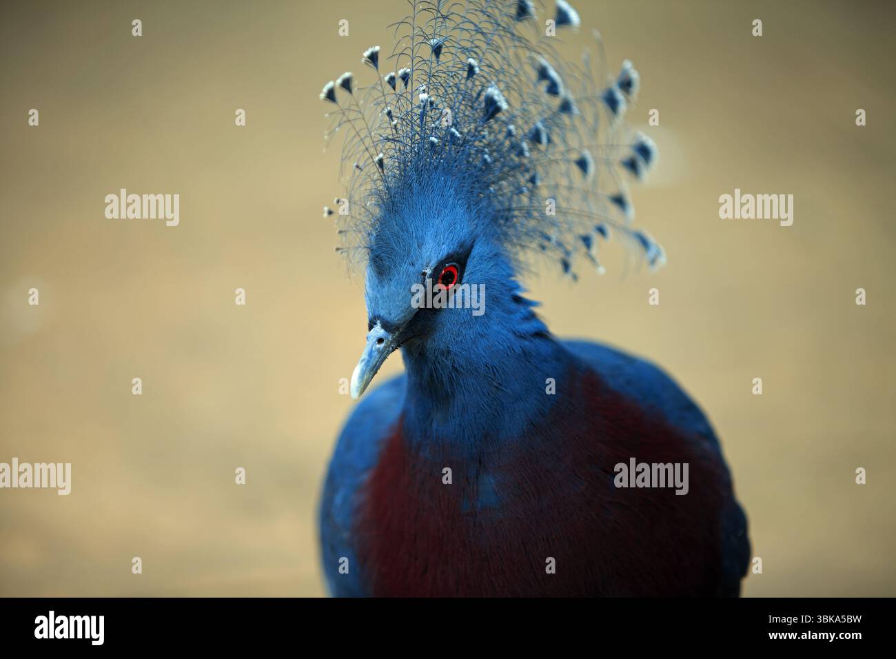 Piccione coronato da Vittoria - piccione blu con una cresta che prende il nome dalla regina Vittoria, è classificato come il piccione più grande del mondo e ha origine Foto Stock